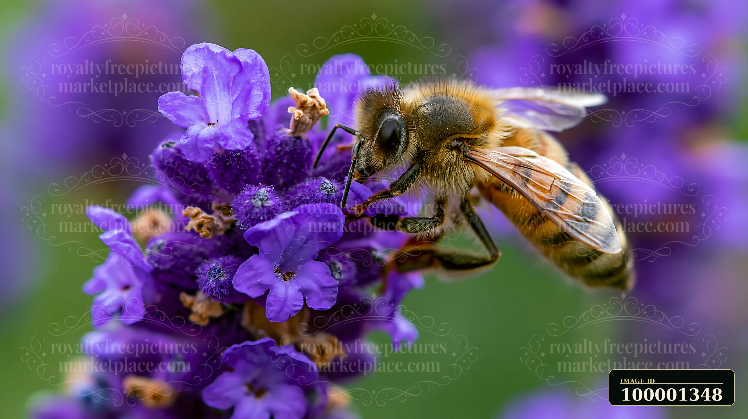 A honey bee closeup on purple lavender shows the bee collecting nectar.