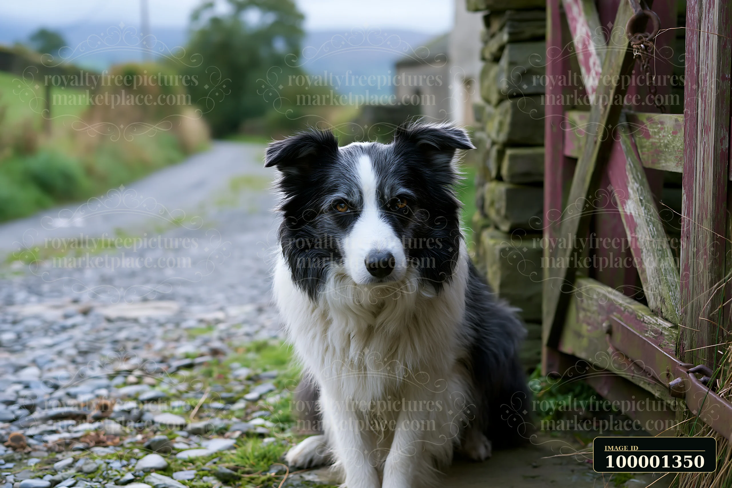 A black and white dog sits beside a rustic cottage on a gravel road.