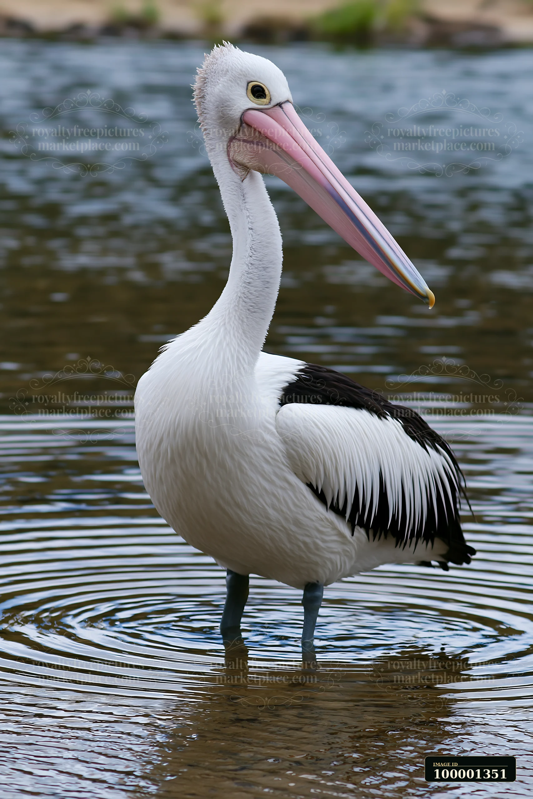 An Australian pelican stands in shallow water at a coastal lagoon, creating ripples around its feet.