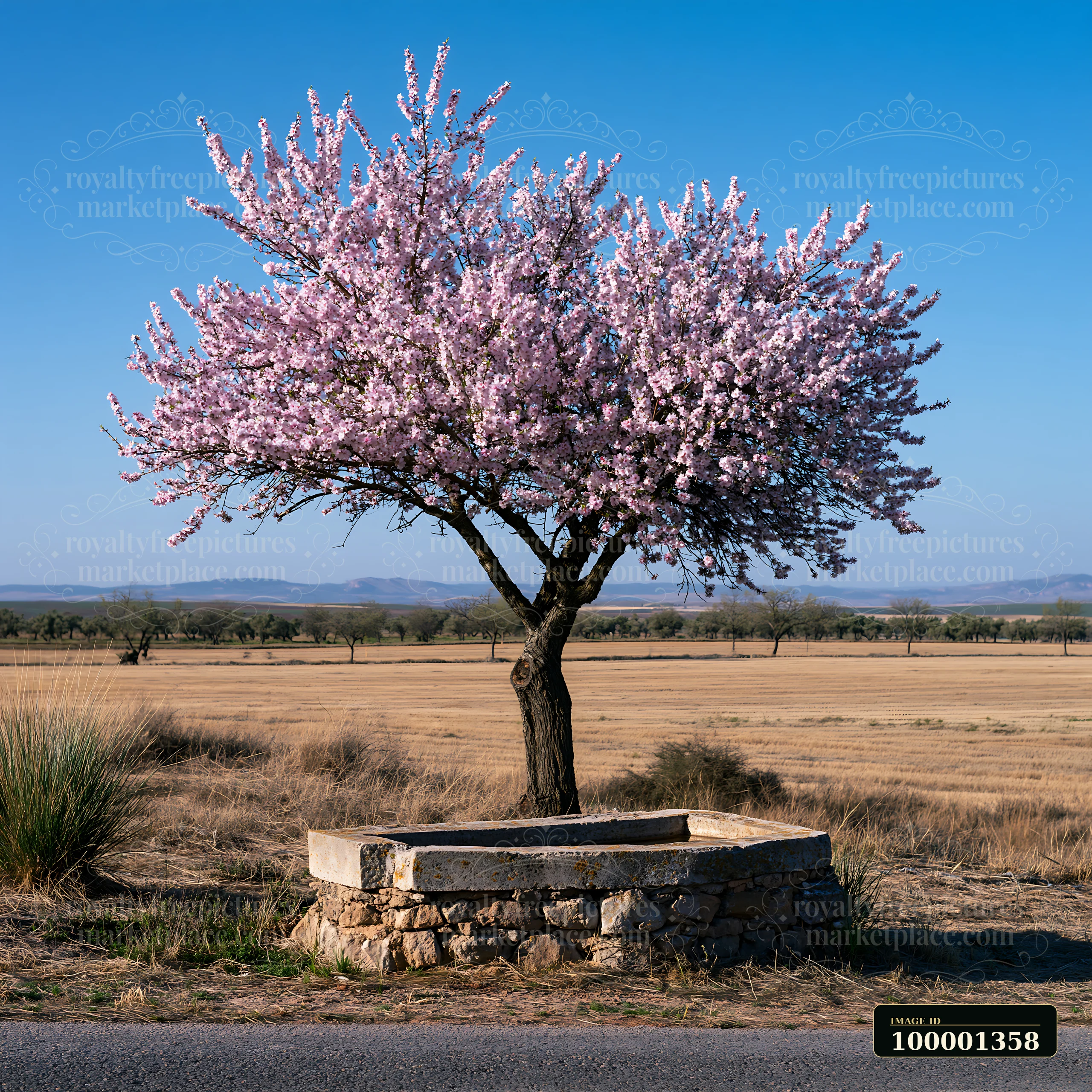 An almond tree blooms with pink flowers in a vast landscape, surrounded by dry grass and an open field.