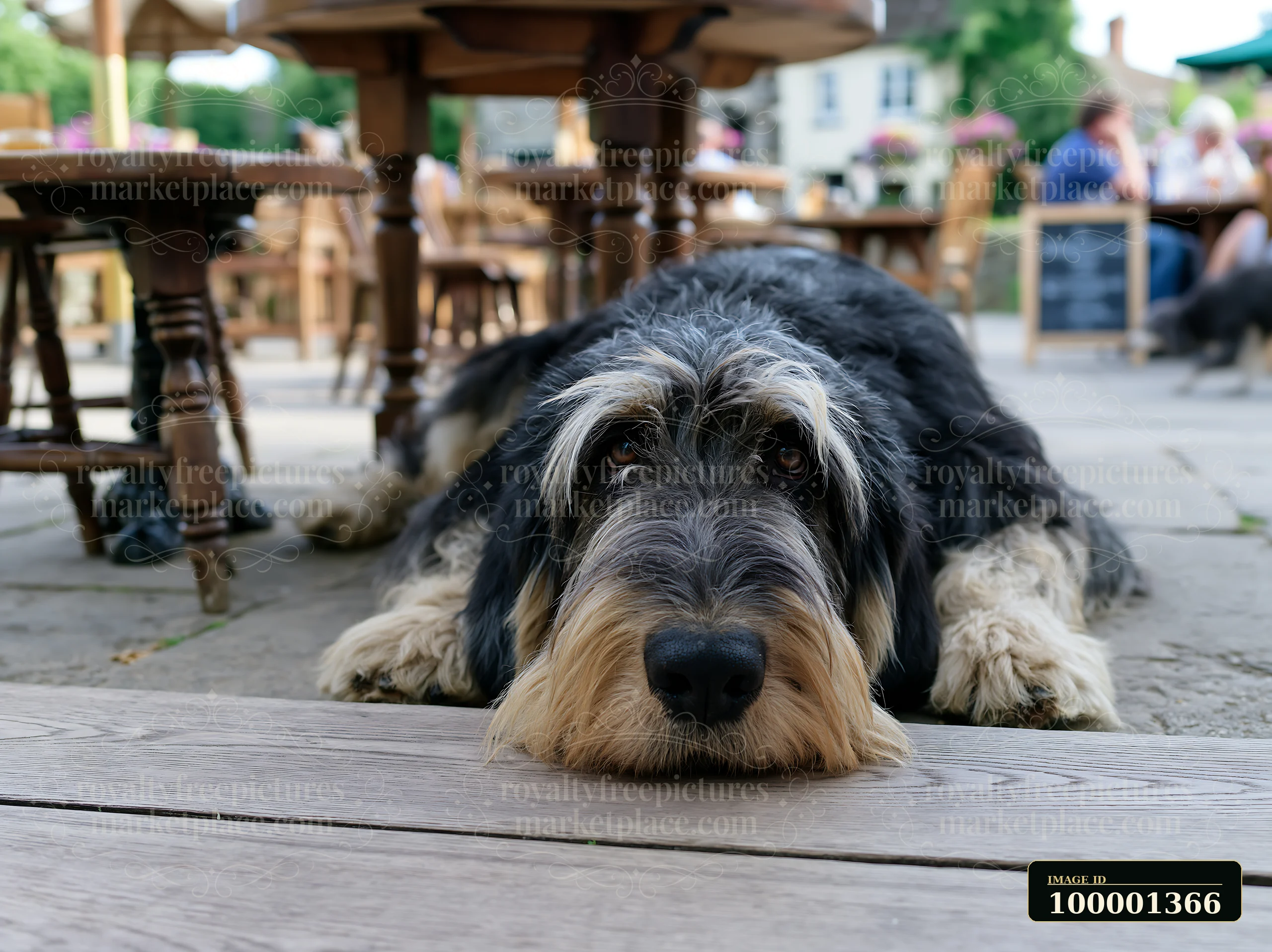 A rare dog breed is lying on the ground at an outdoor café while people enjoy their time nearby.