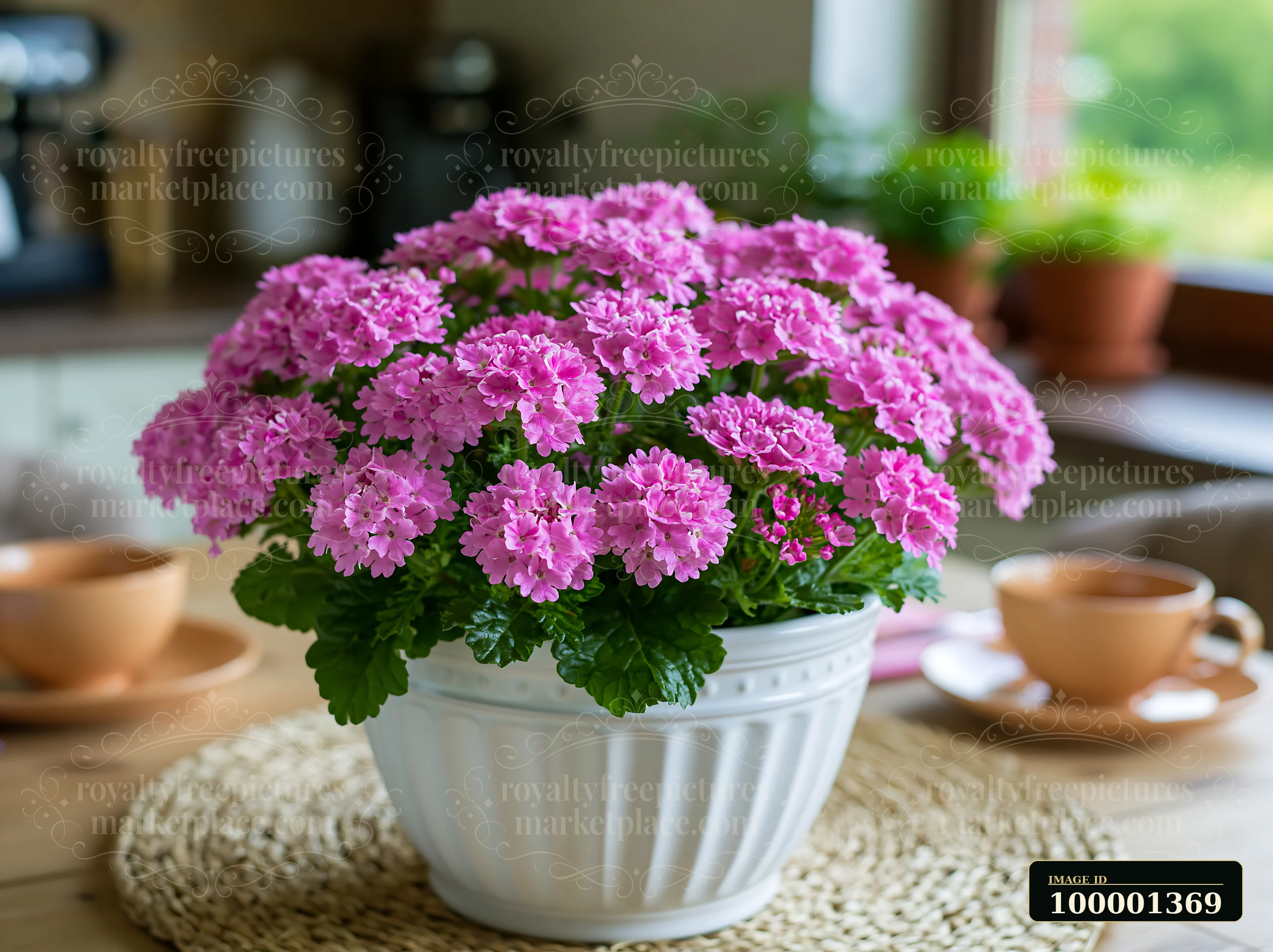 Bright pink verbena flowers in a white container sit on a wooden table.