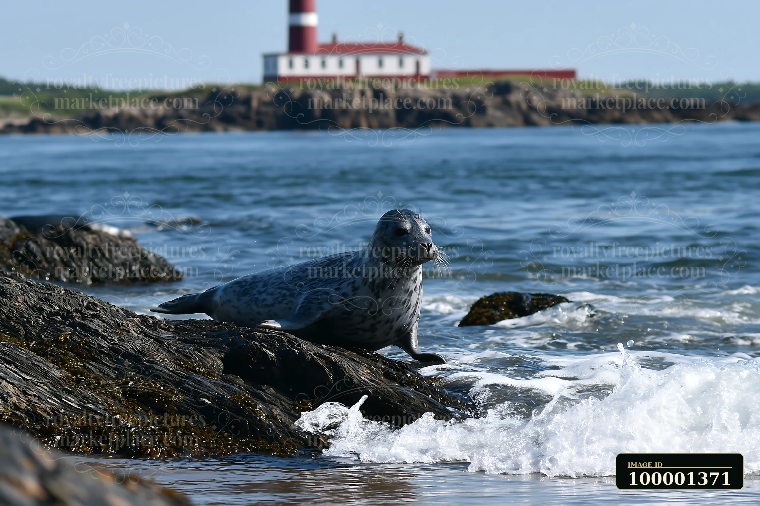 A seal rests on rocky shore while a lighthouse stands in the background.
