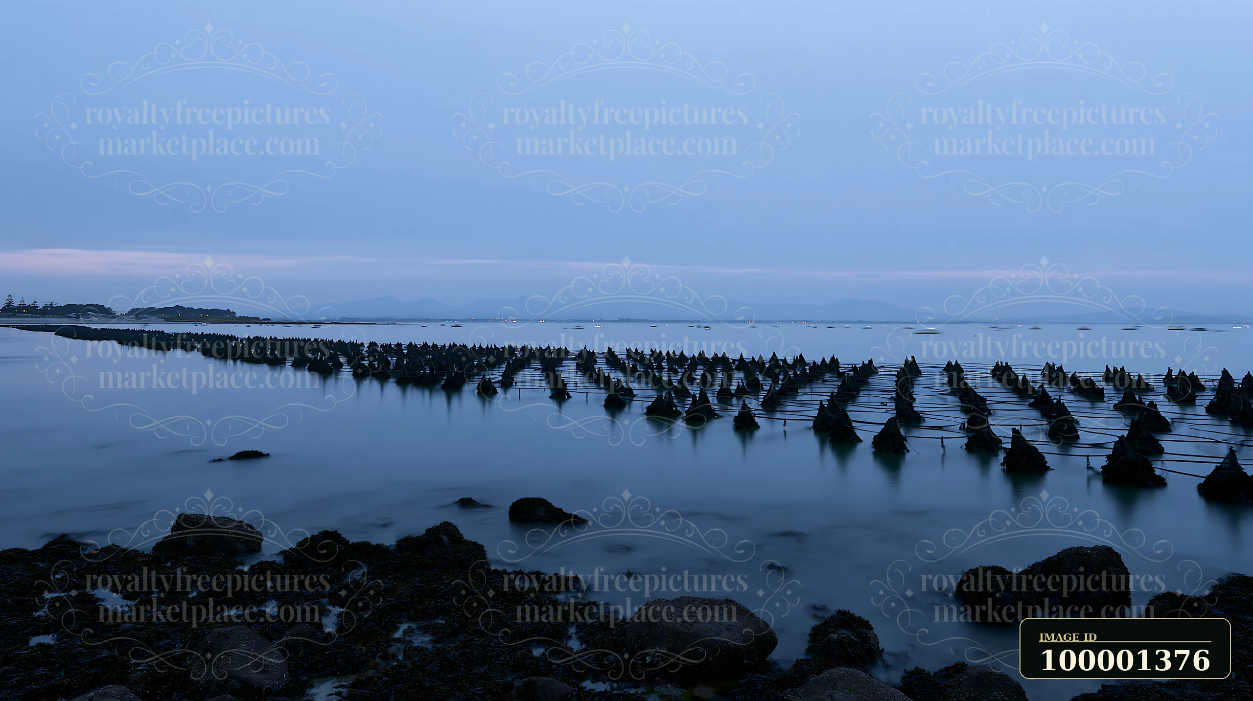 The coastline with mussel farms is visible during dusk, with rows of mussel beds emerging from the water.