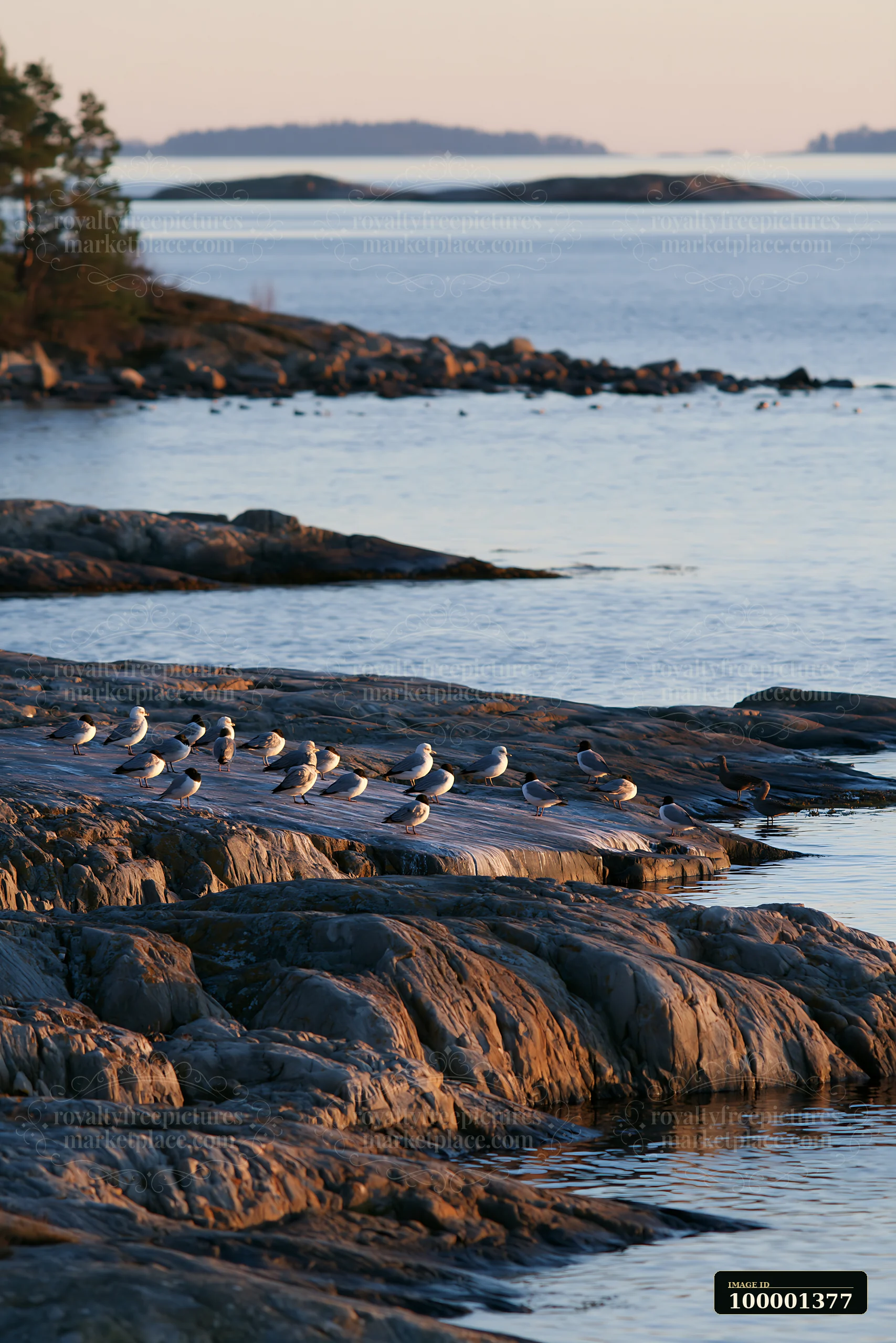 Birds can be seen resting on the exposed rocks along the coastline as the sun sets over the water.
