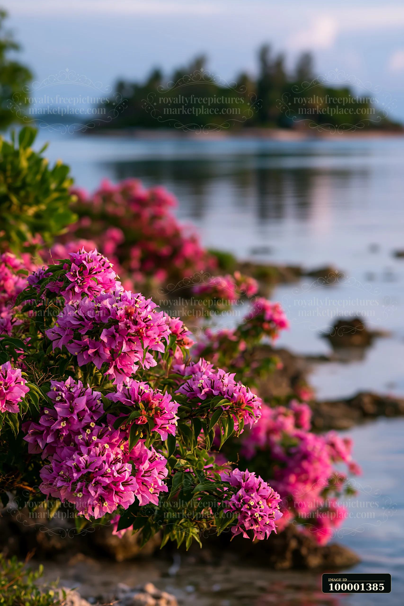 Bright pink flowers line the shore of a tropical lagoon with a small island in the background.