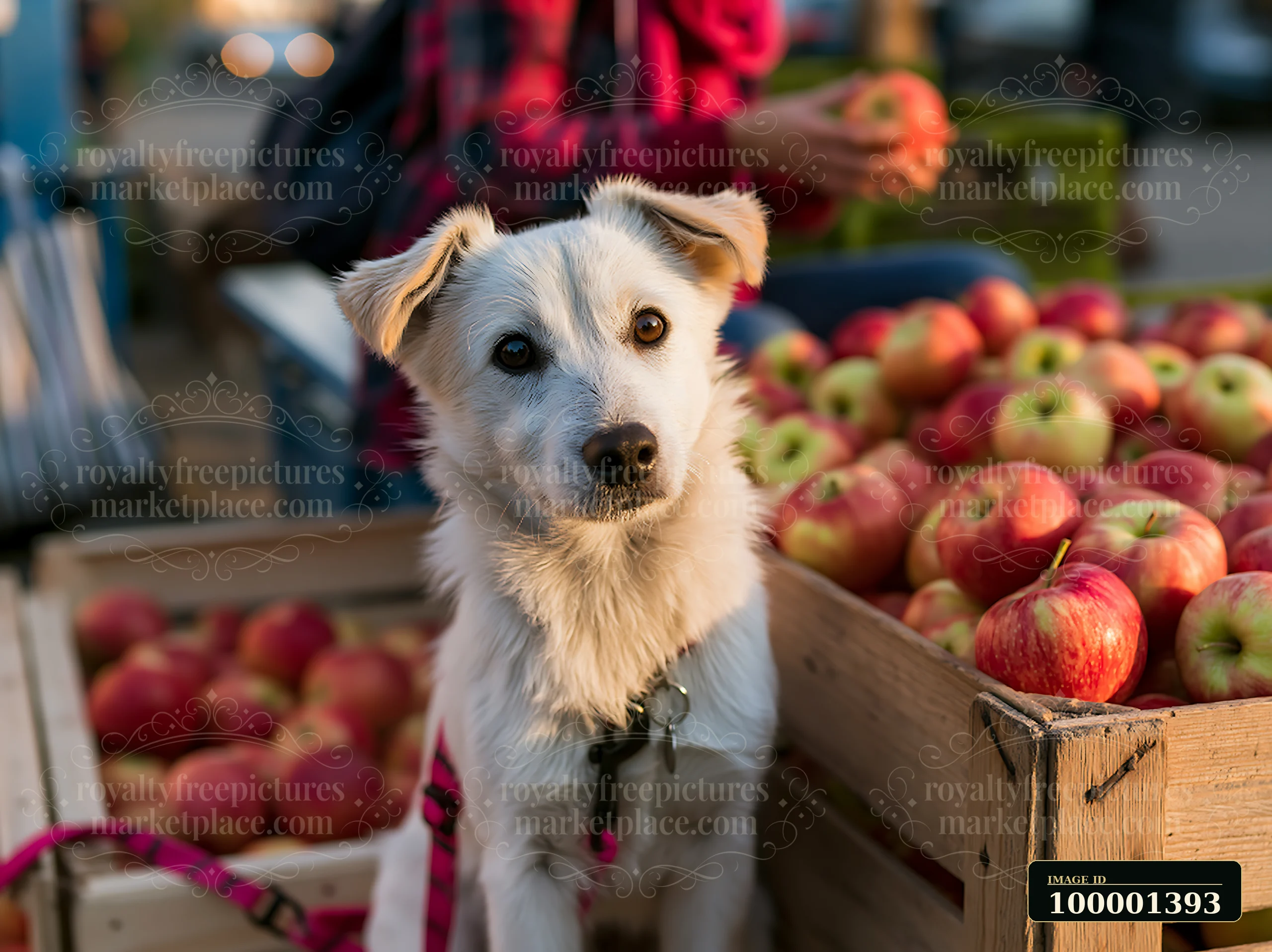 A rare dog breed visiting farmers market sits near boxes of fresh apples.