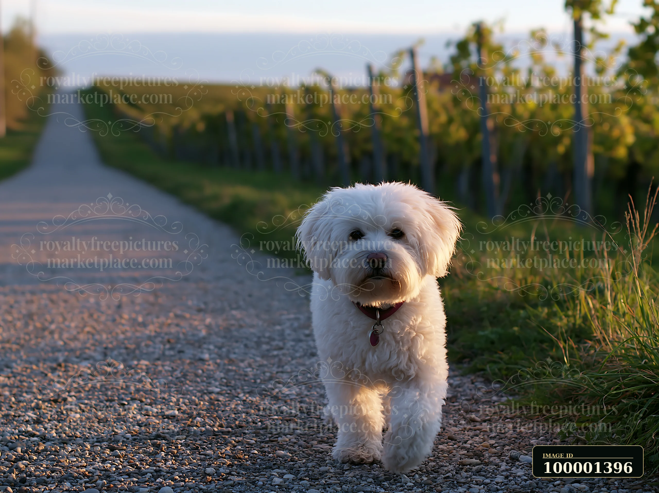 A rare dog breed walks on a gravel road surrounded by green vineyards.