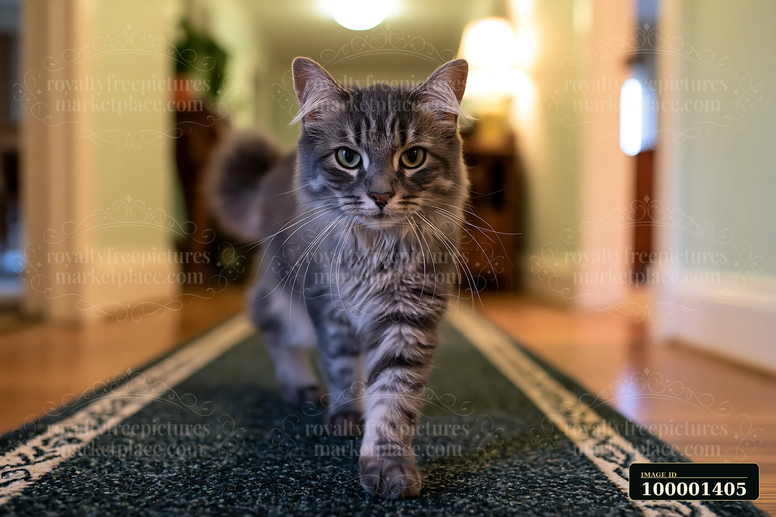 A Bambino cat moves confidently down a hallway with a patterned rug.