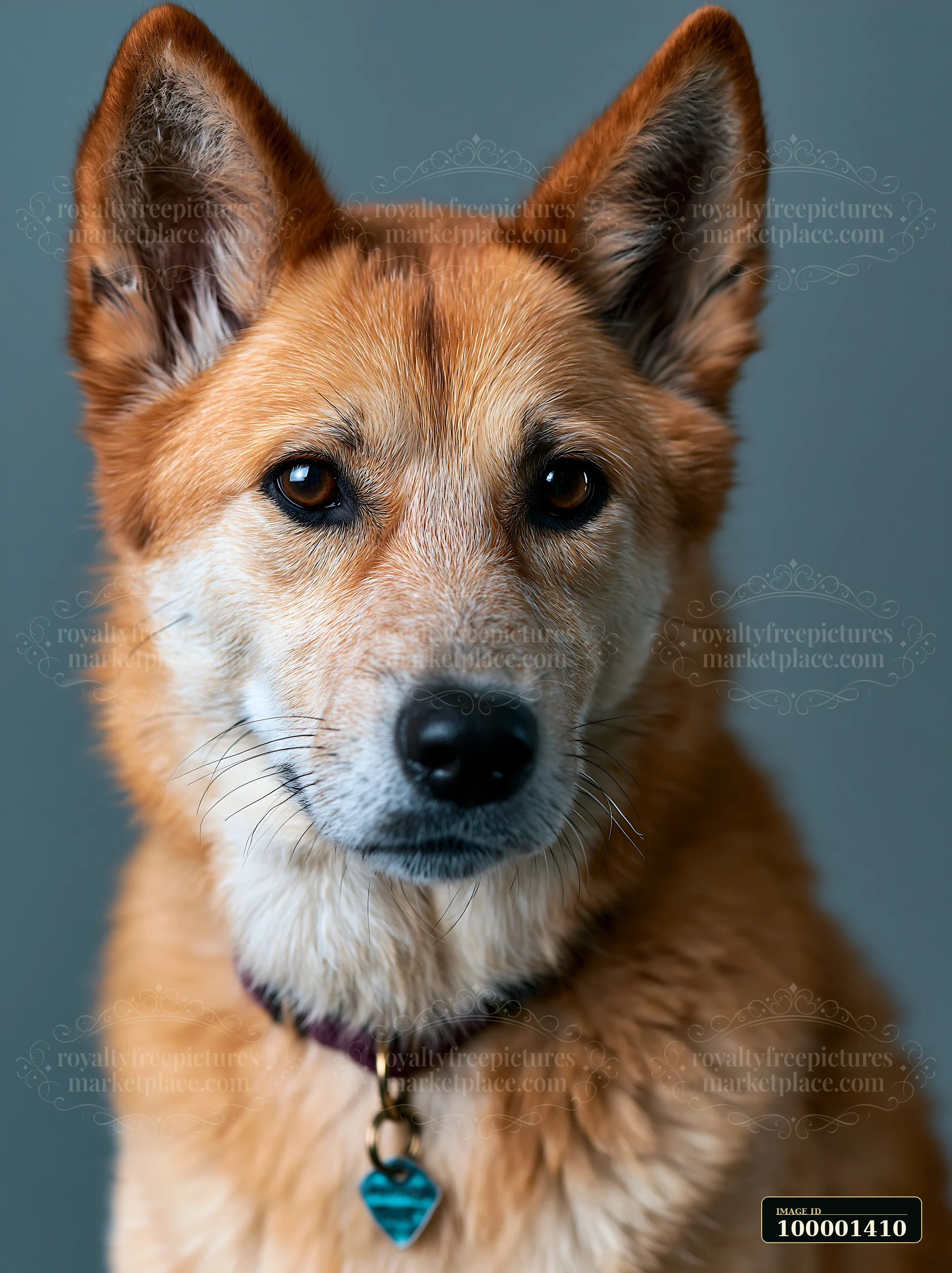 A rare dog breed stands still in a studio setting with a neutral background.