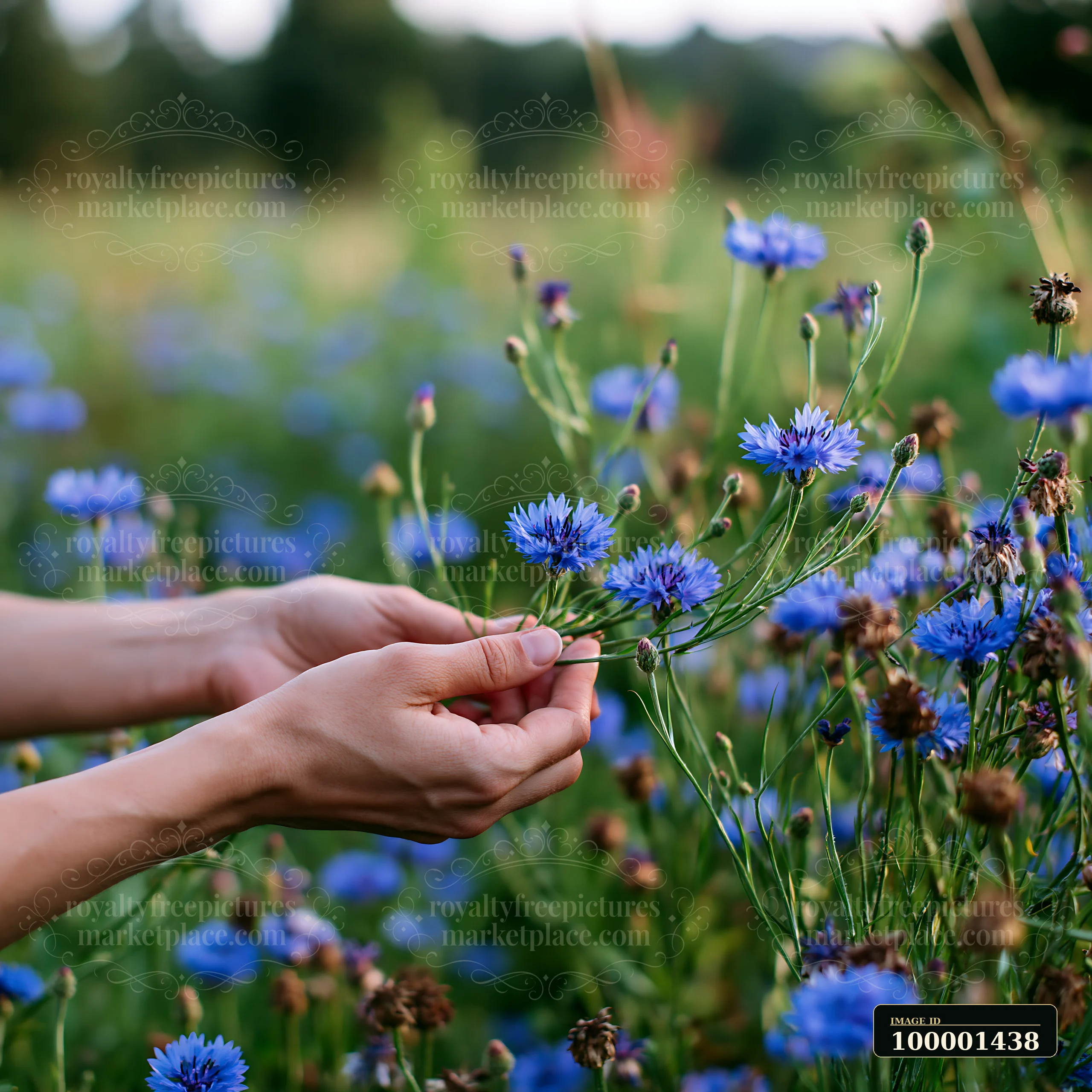Hands are seen gathering blue wild meadow flowers in a lush green field.