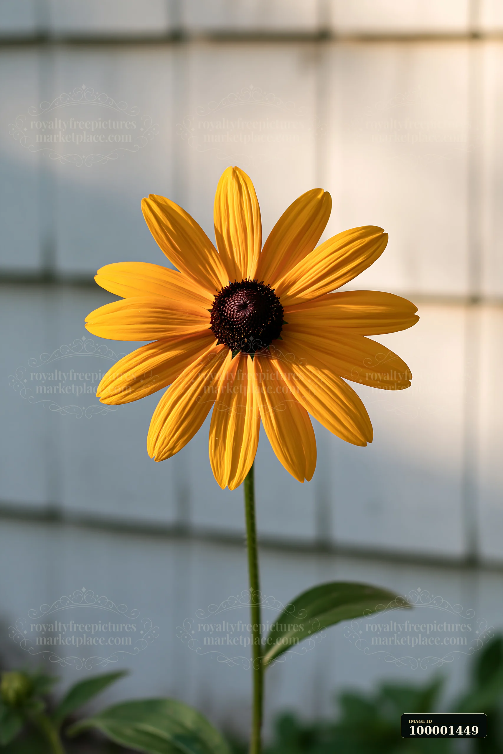 A single rudbeckia flower stands tall in the sunlight against a light-colored background.