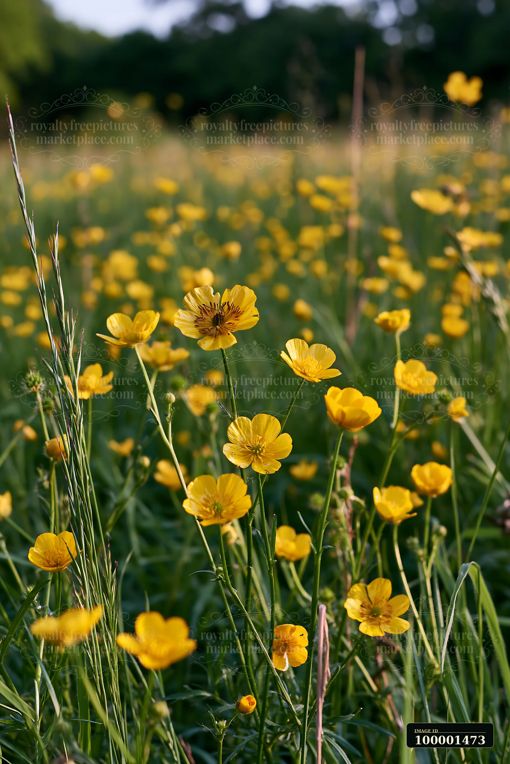 A meadow recovering after mowing features a variety of yellow flowers amidst green grass.