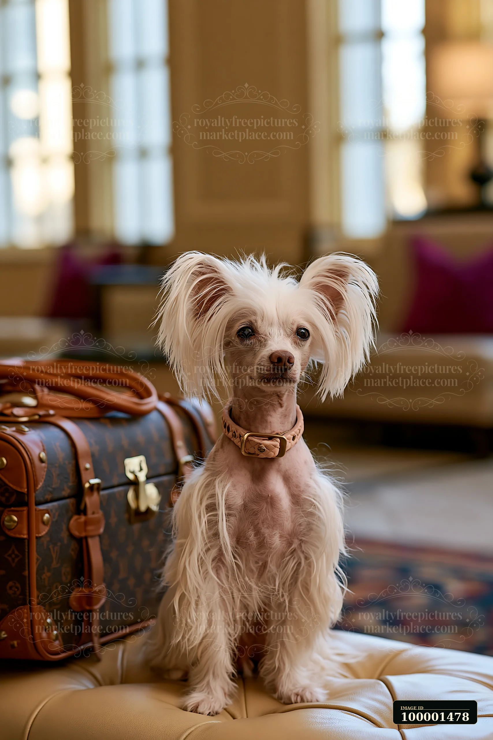 A small rare dog breed sits on a leather ottoman inside a pet-friendly hotel lobby while a stylish bag rests nearby.