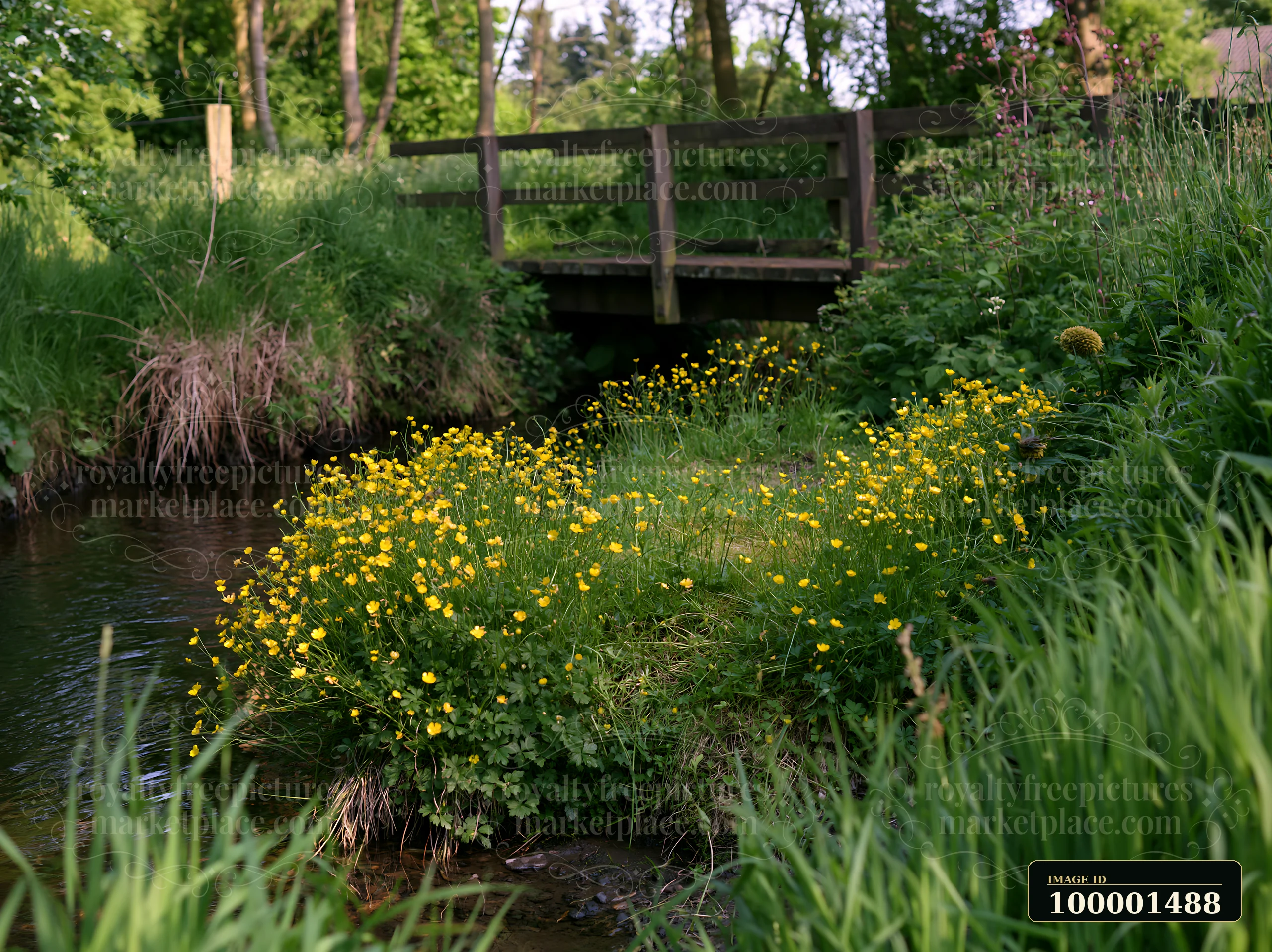 A small island covered with buttercups sits beside a stream, with a wooden bridge in the background.