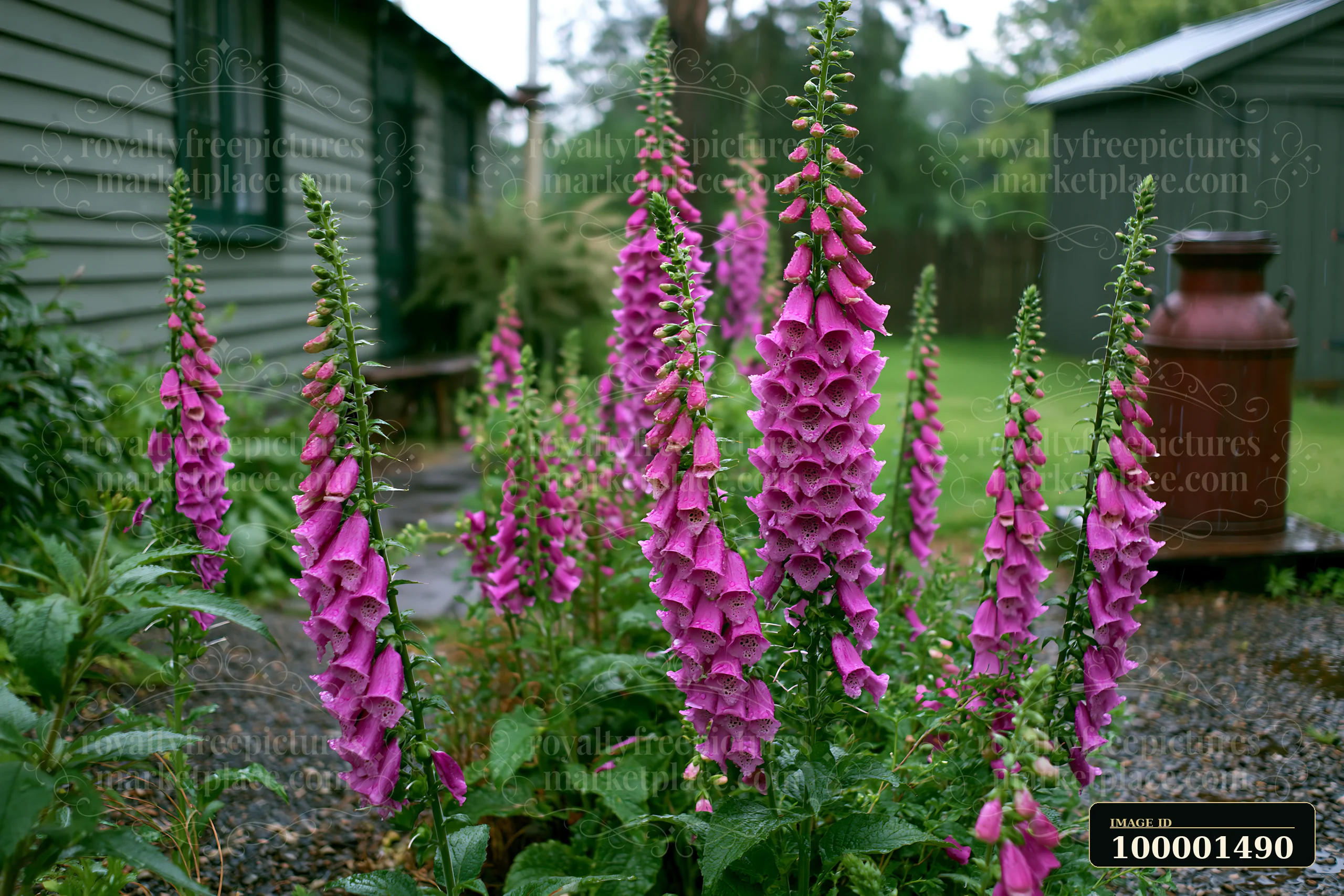 Tall foxglove flowers grow next to a cottage, adding color to the garden.