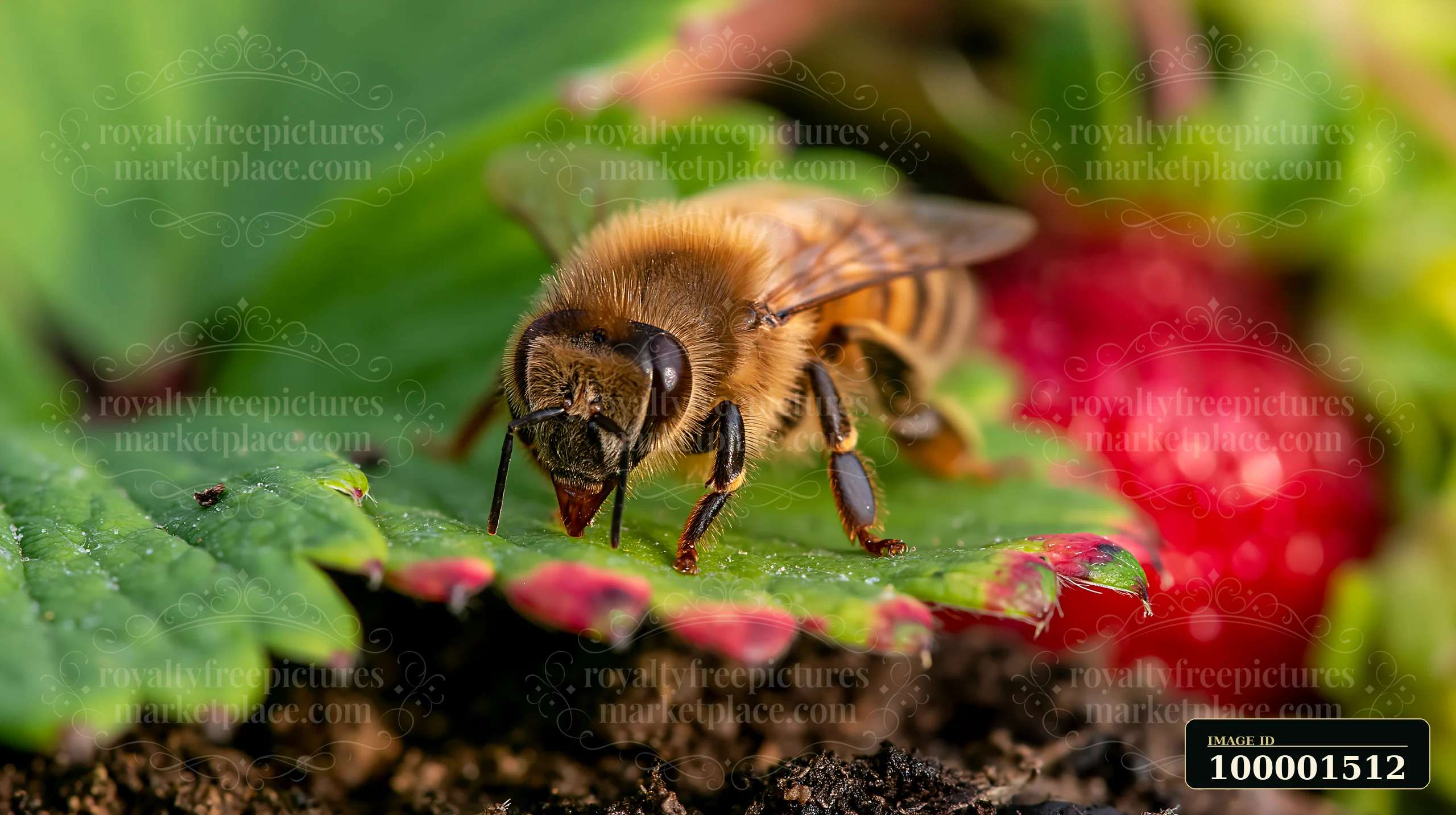 A honey bee resting on a leaf while foraging in a garden among ripe strawberries.