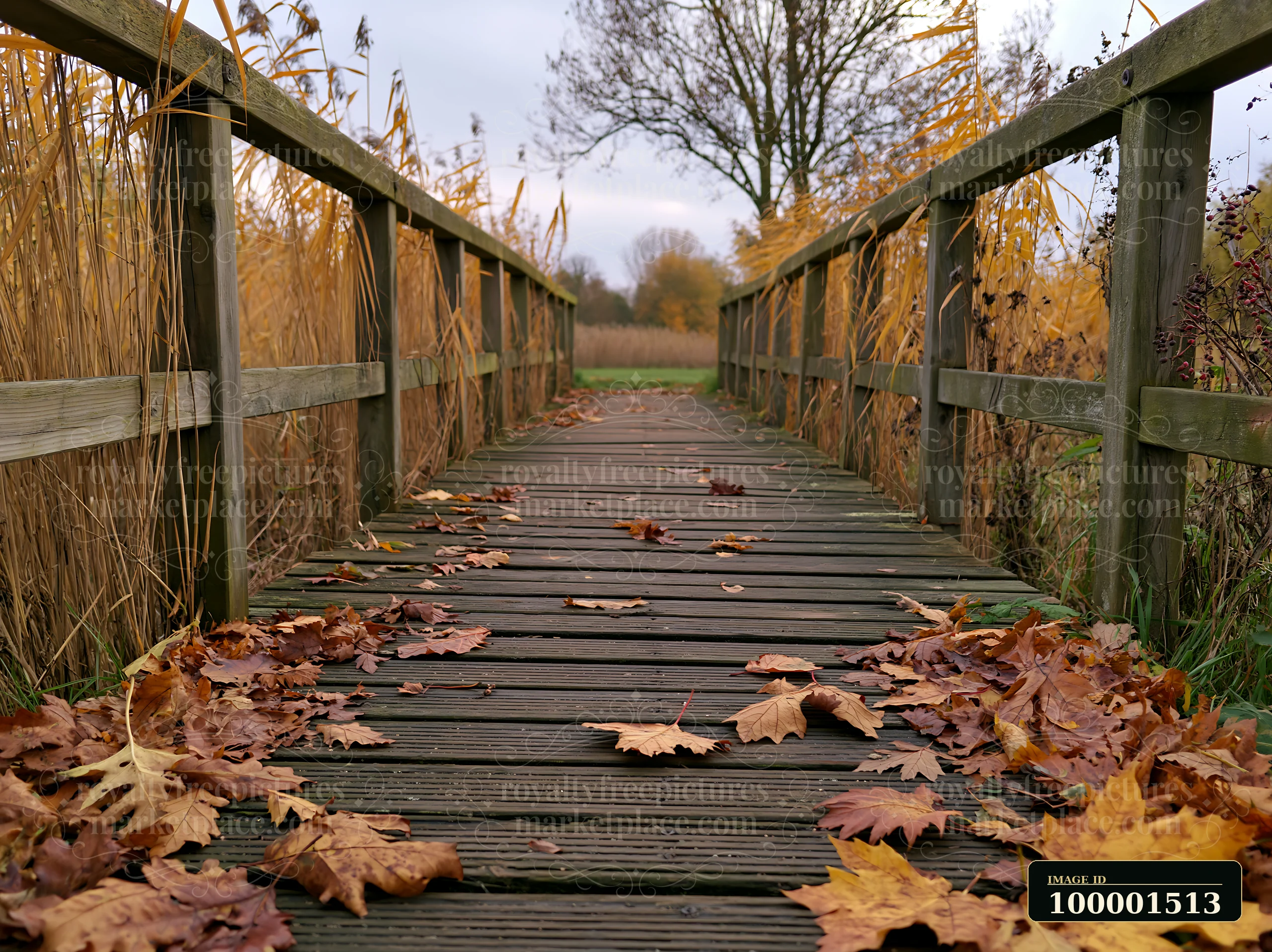A wooden footbridge crosses a meadow covered in fallen leaves, surrounded by grass and tall plants under a cloudy sky.