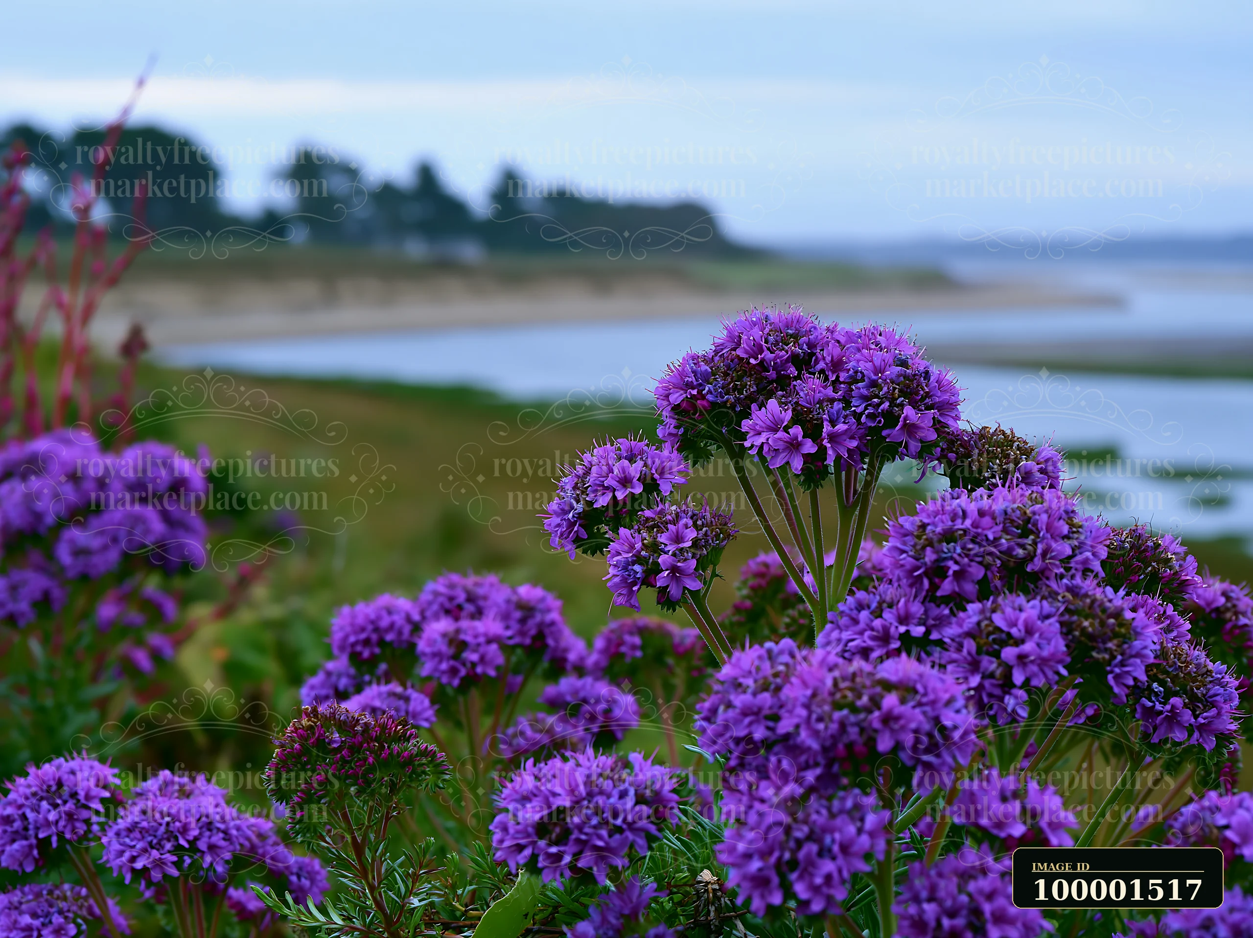 Purple flowers grow along the coastline with salt marsh, where water meets grass.