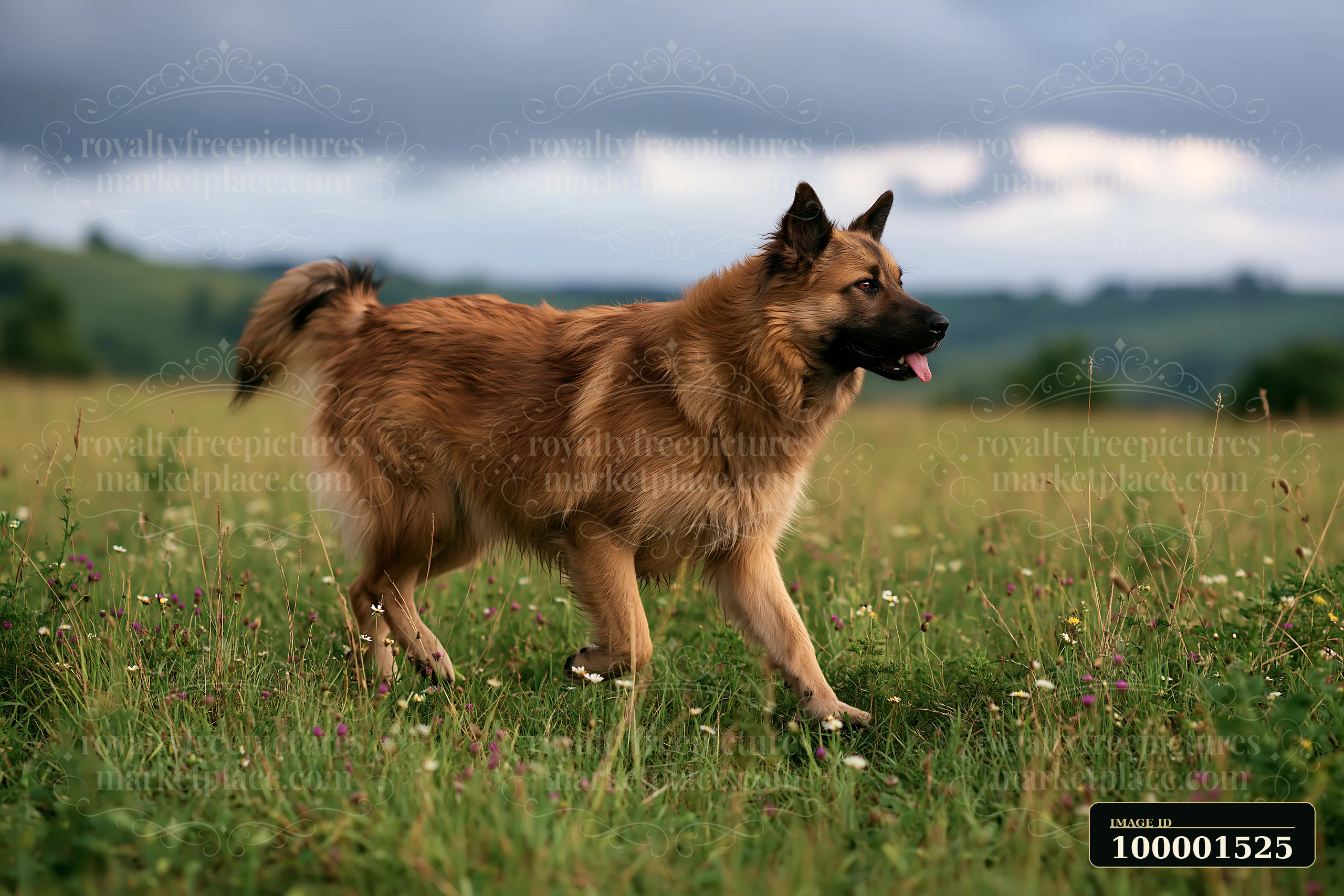 A brown dog walks through a green meadow under storm clouds, enjoying the outdoor space.