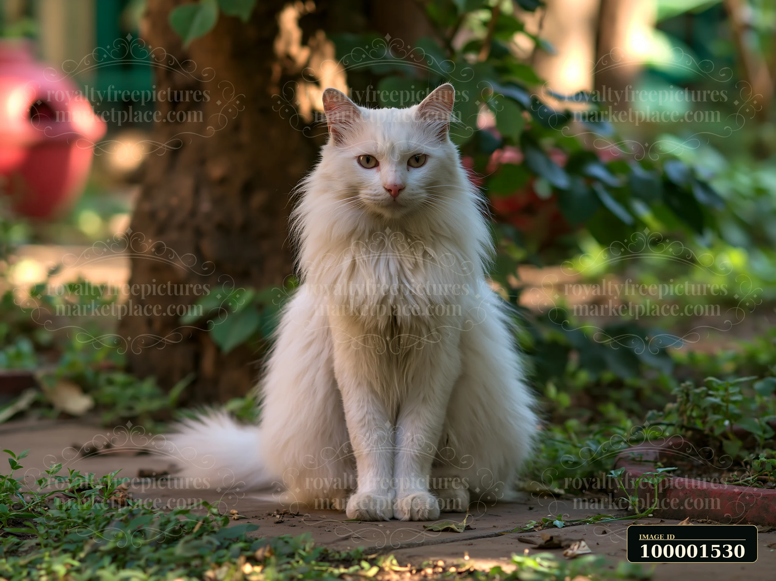 A fluffy white Mandalay cat sits calmly among greenery in a garden.