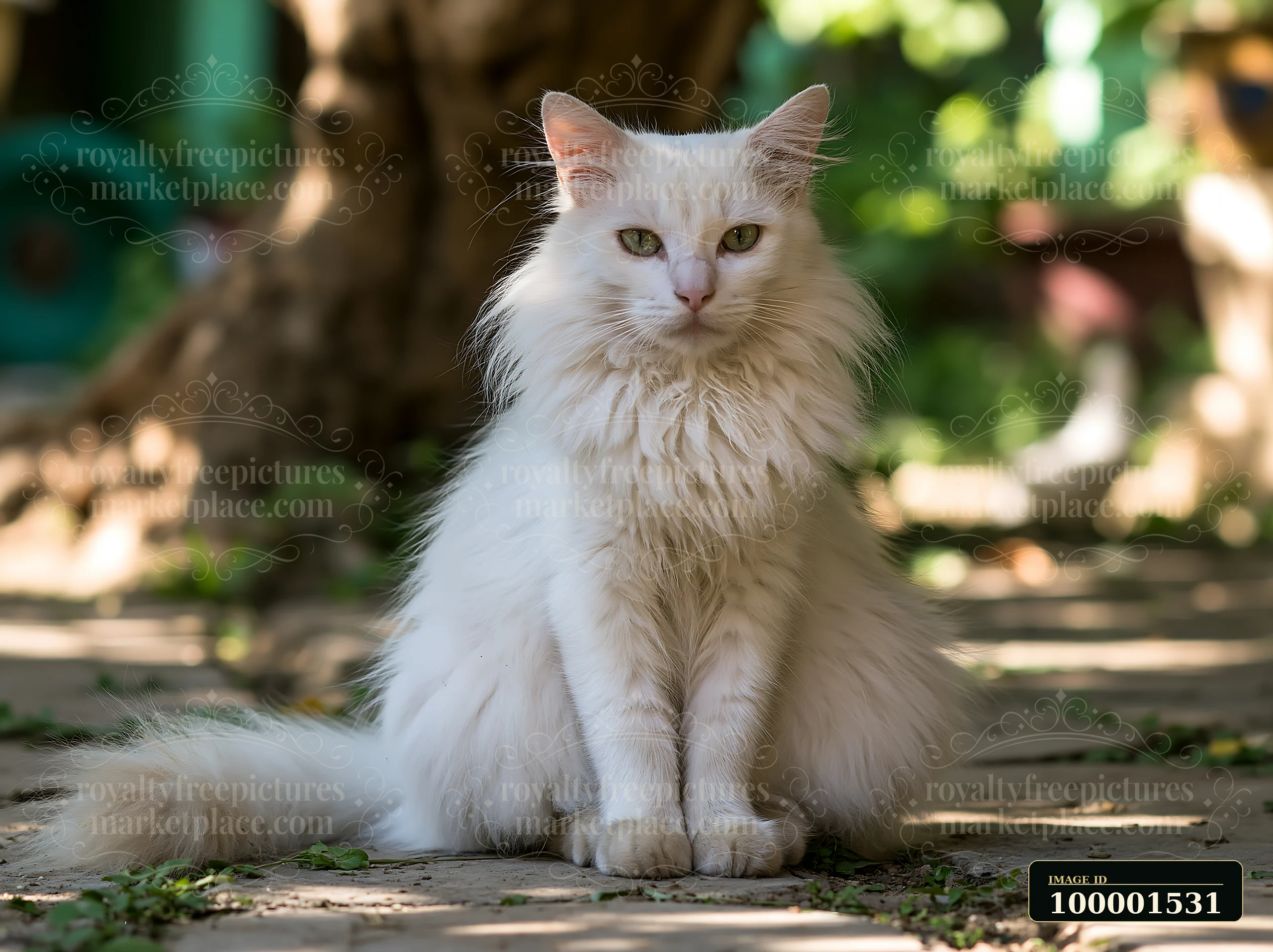 A Mandalay cat sits calmly on a stone path surrounded by greenery.