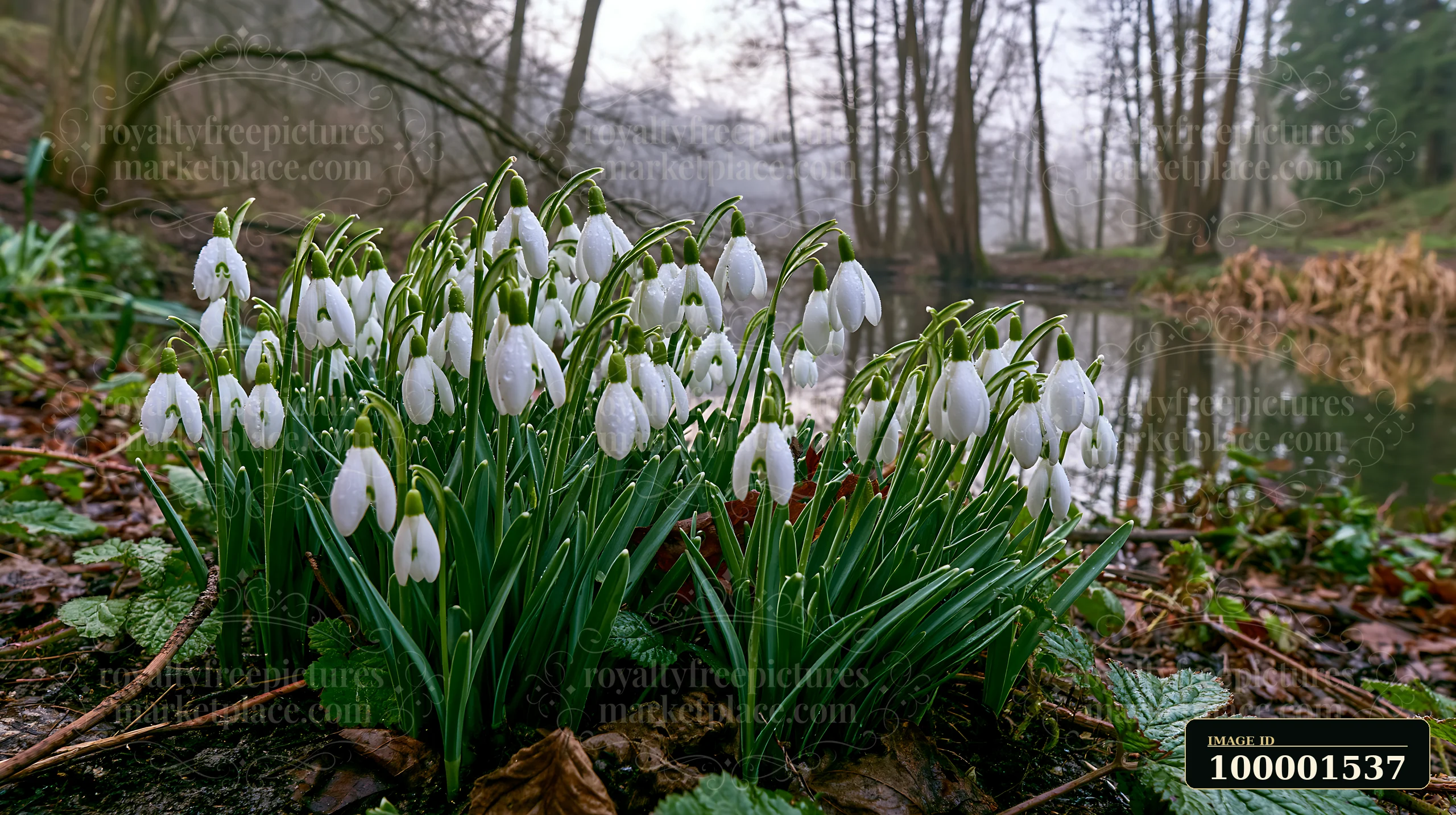 Snowdrop flowers beneath trees create a beautiful scene near a pond.