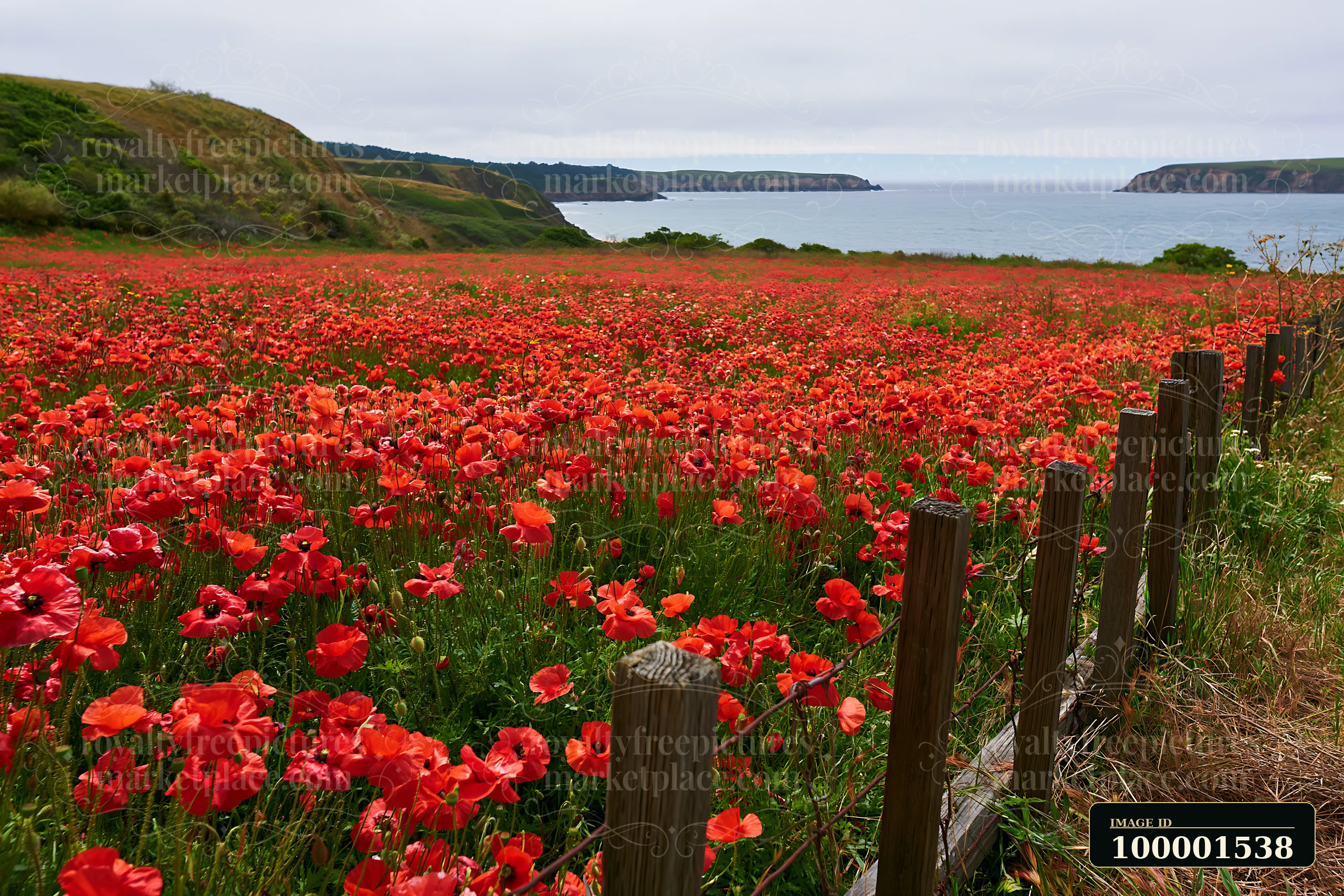 A wide view of flower-covered island landscape shows a vibrant field of red flowers stretching towards the ocean in the background.
