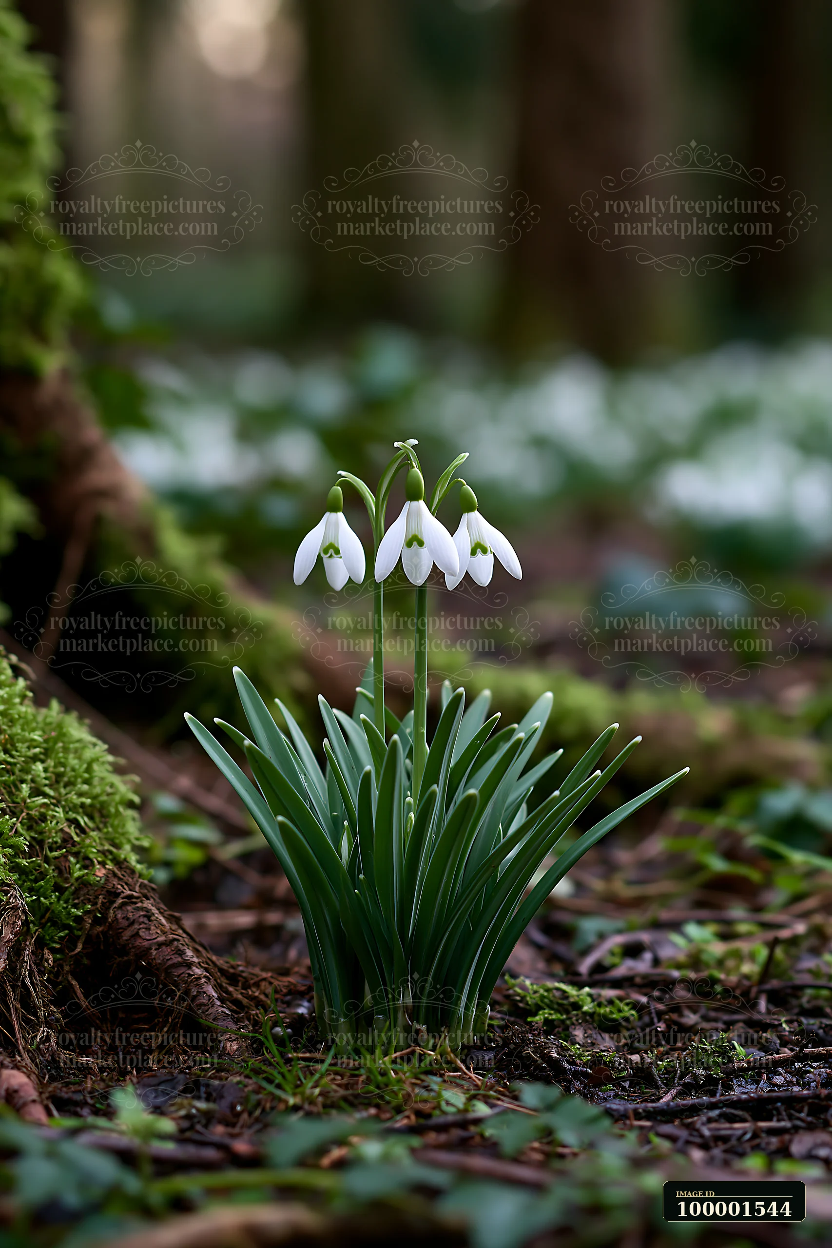 Snowdrop flowers beneath trees show their white petals among green leaves in a dimly lit forest.