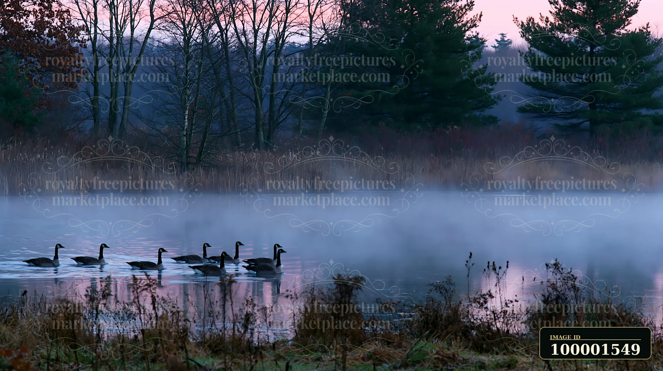 Fog drifting across meadow reveals a group of geese swimming on a pond.
