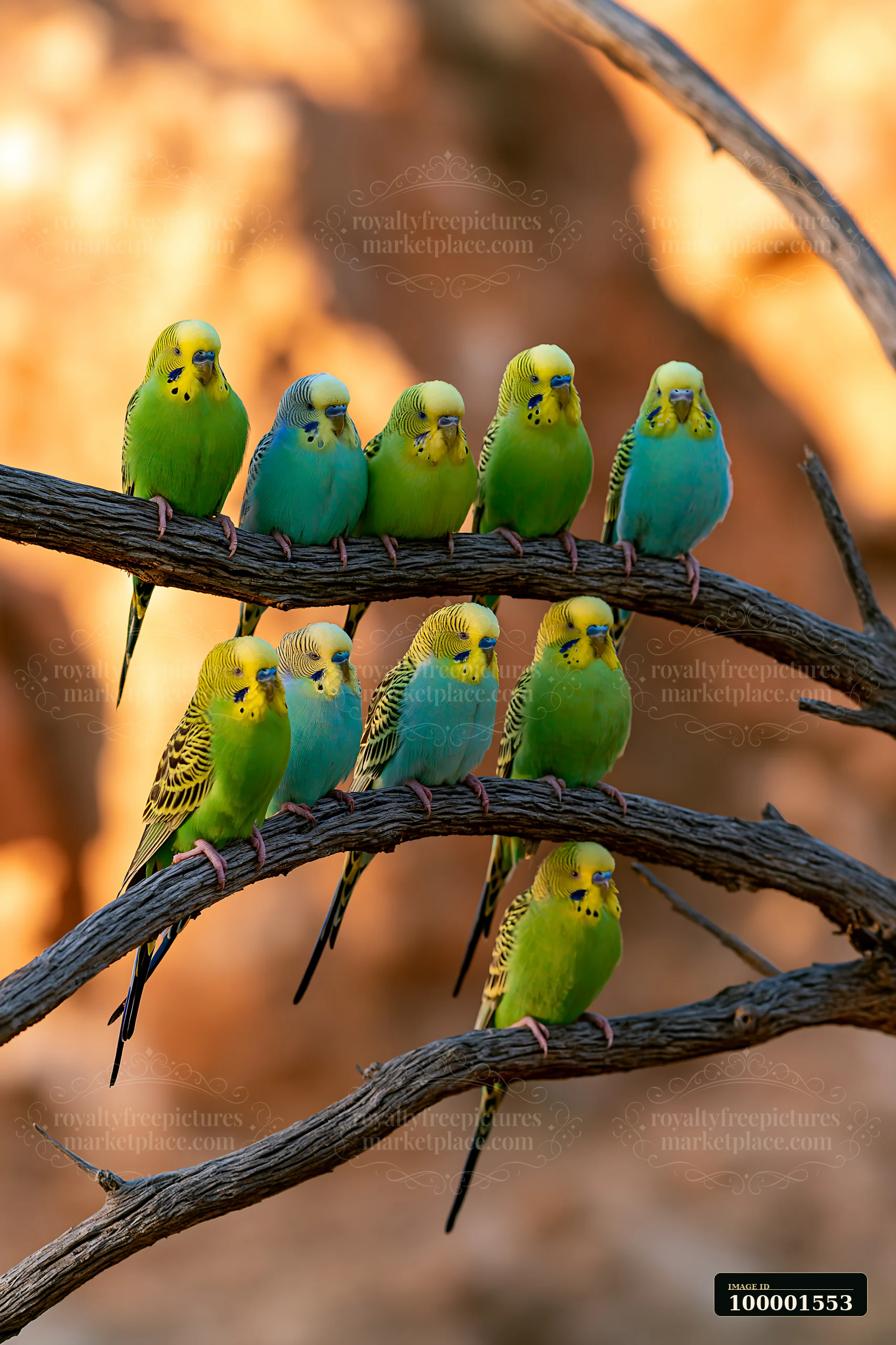 A flock of Budgerigars is gathered on a branch in a dry desert landscape.