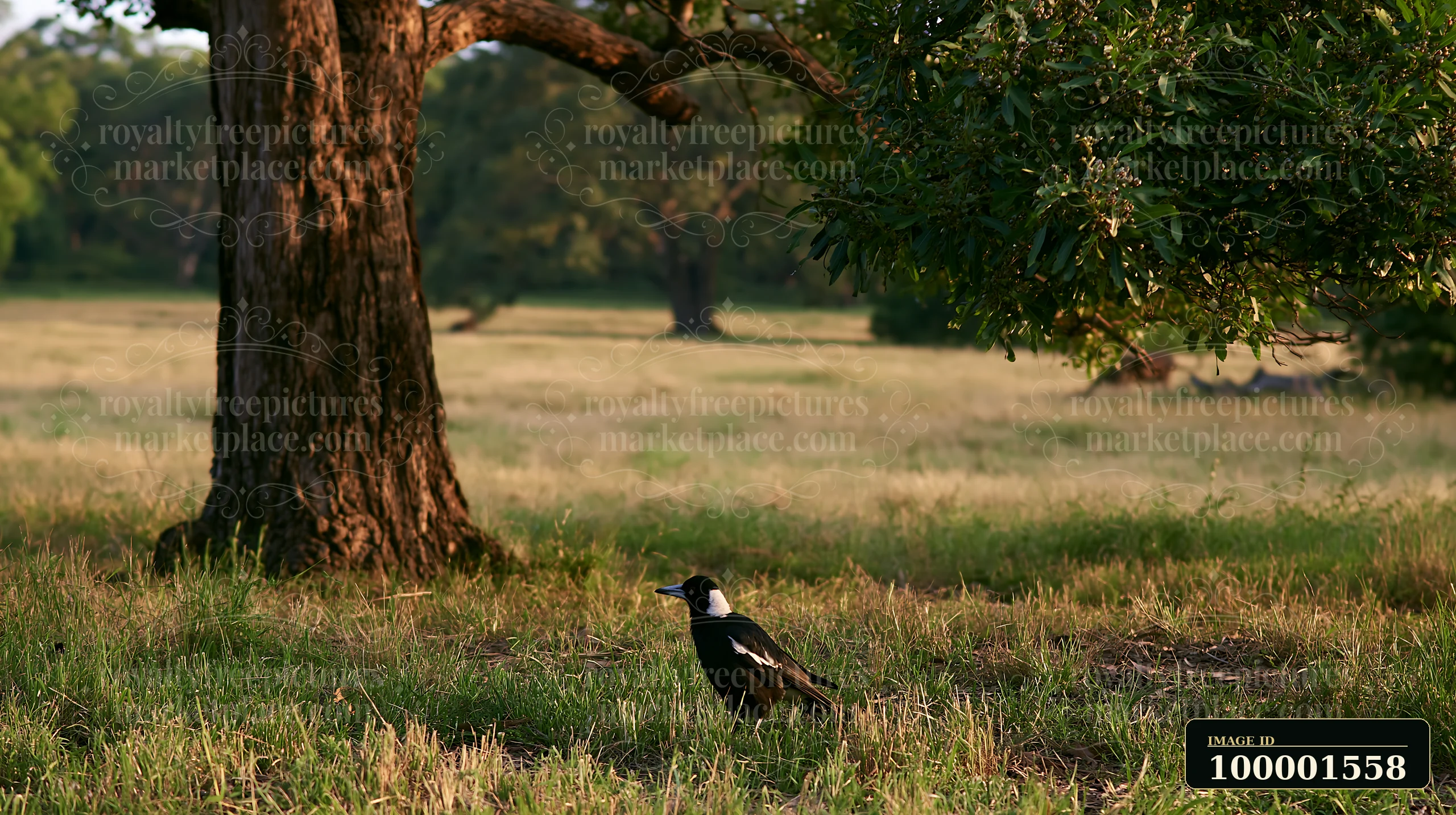 An Australian magpie in grassland moves cautiously among low grass patches.