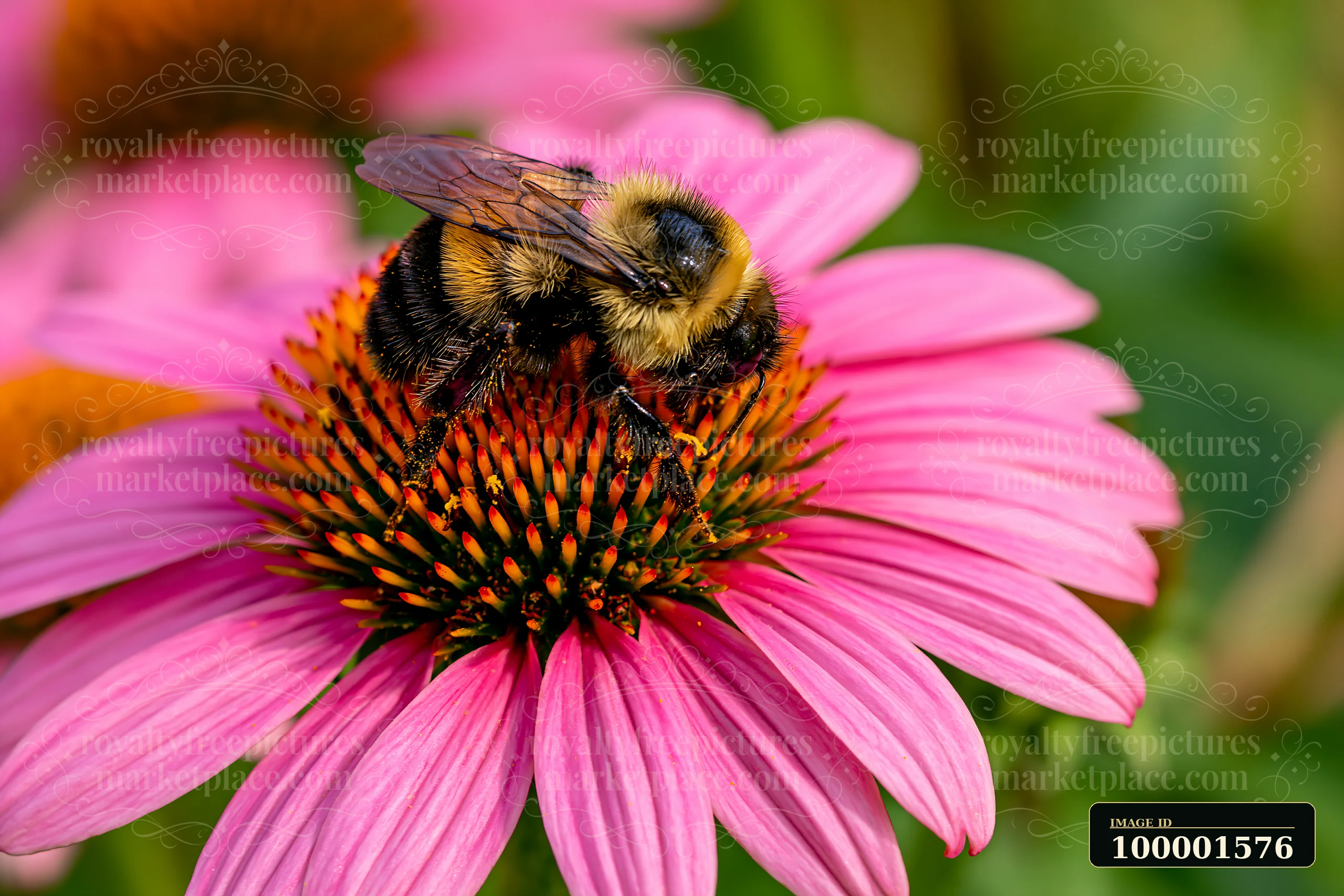 Bumblebee gathers nectar from echinacea flowers in a sunny prairie during summer.