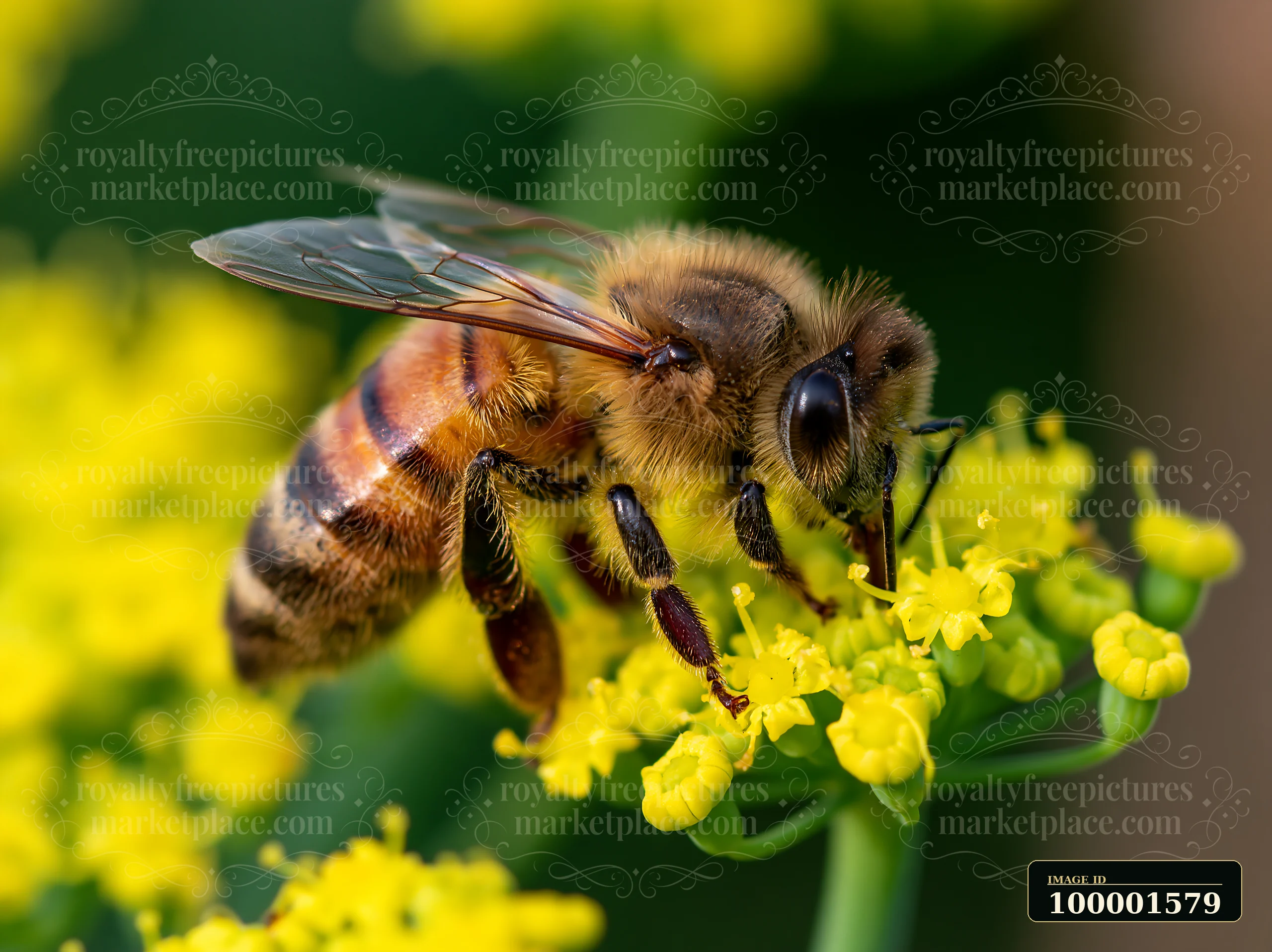 A honey bee gathers nectar from a bright yellow flower, showcasing its visible hairs.