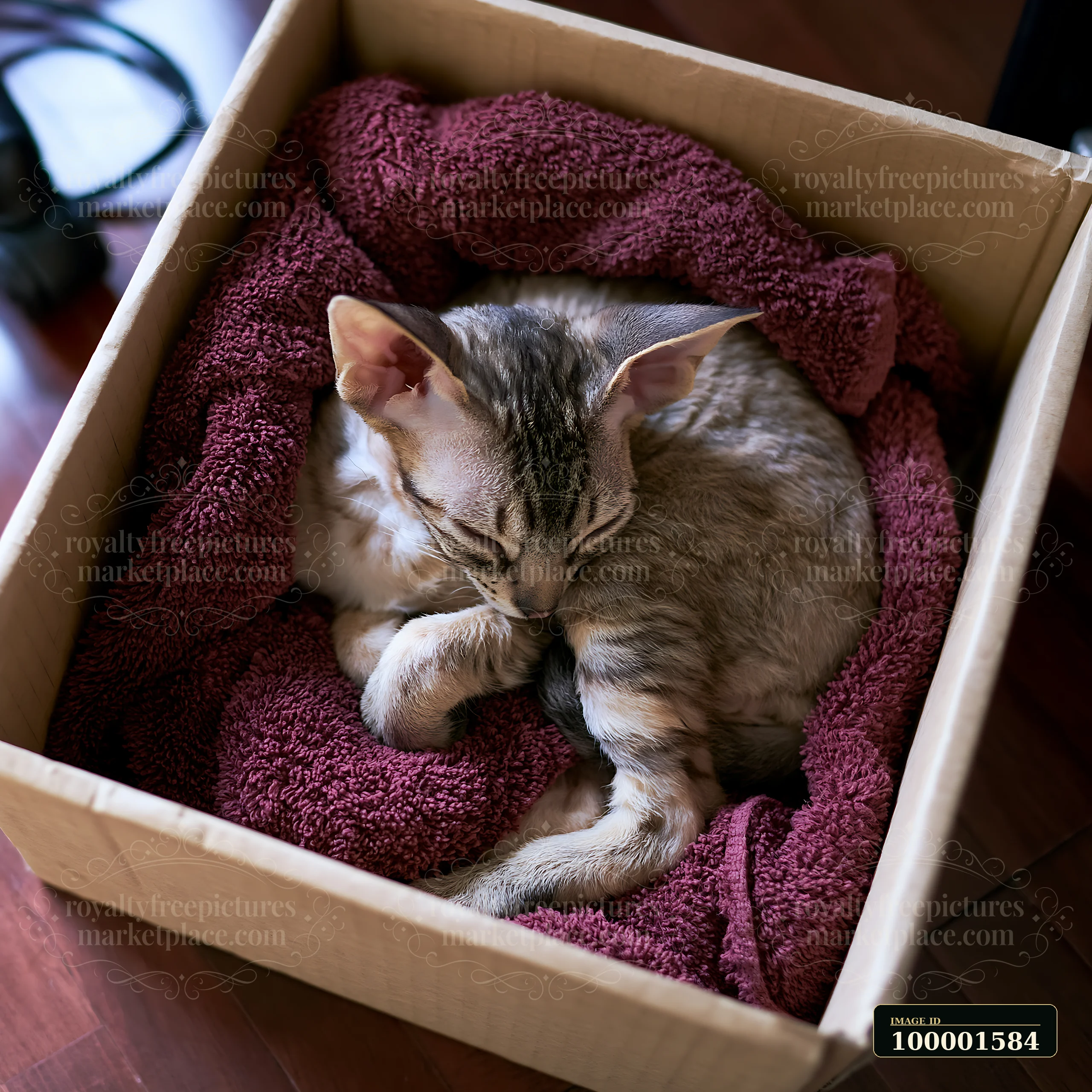 A rare cat breed is sleeping in a box lined with a soft towel at home.