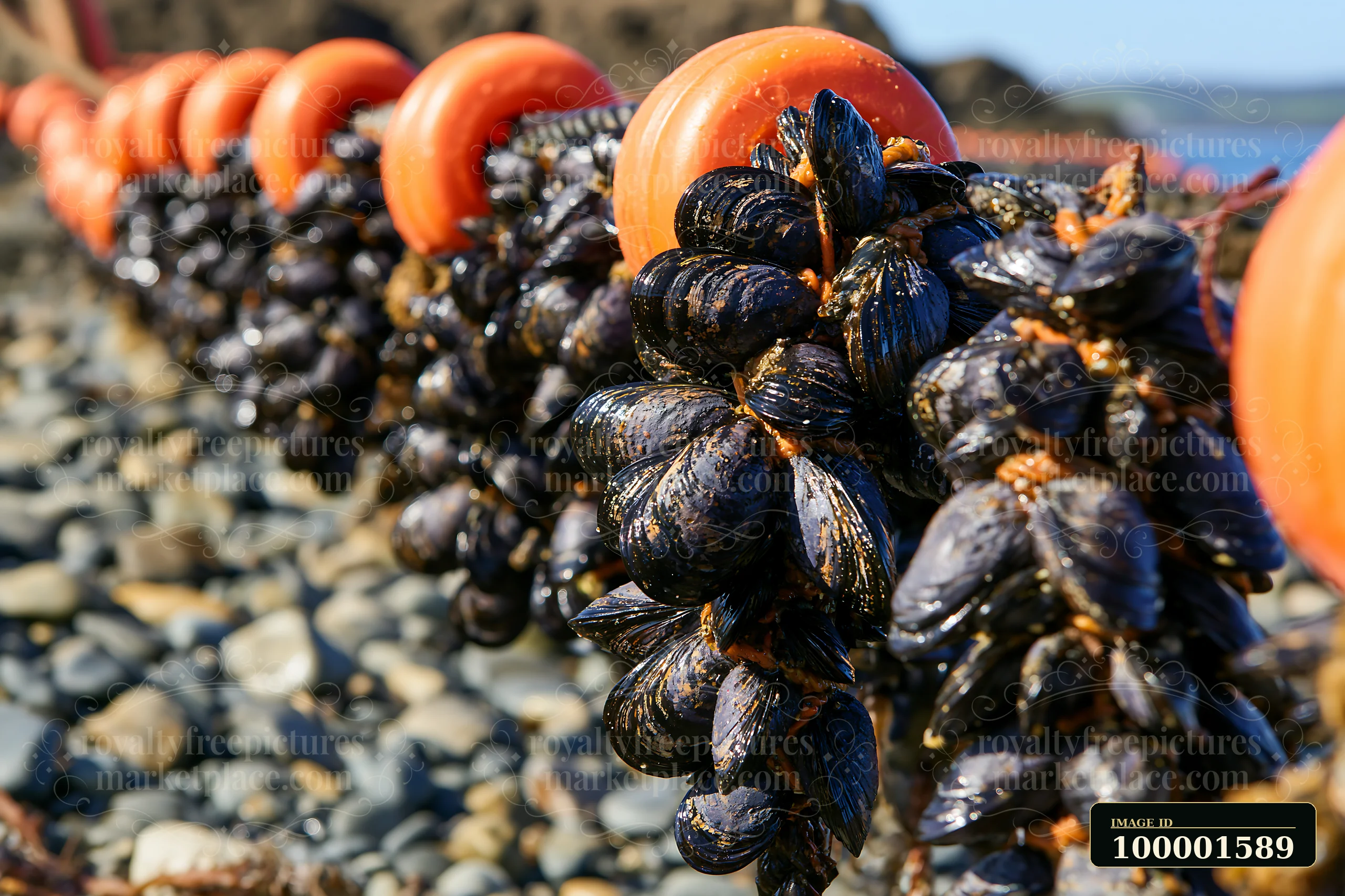 Mussels hang from ropes in a mussel farm along the coastline, with rocky shores and water in the background.
