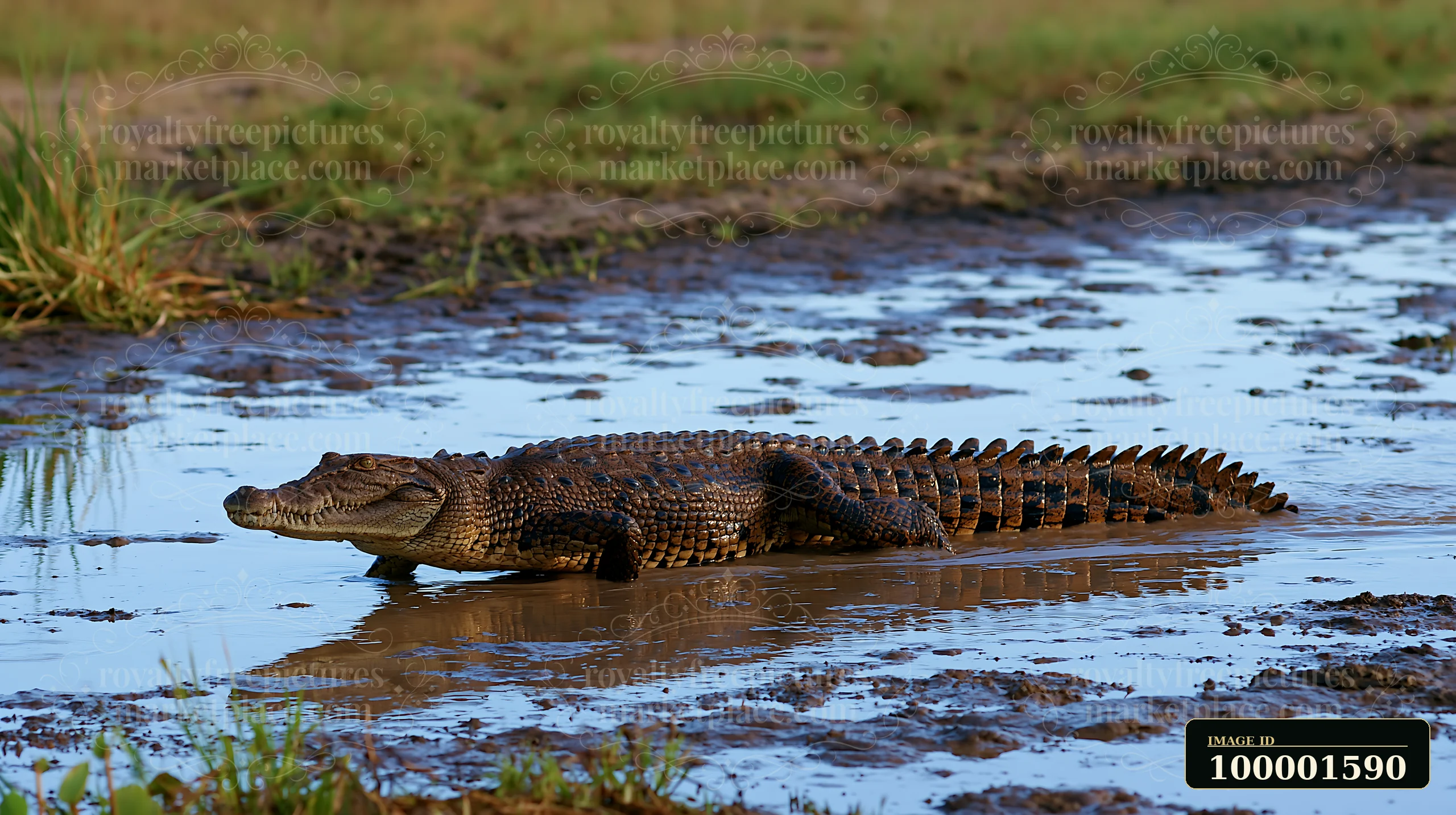 A saltwater crocodile in Northern Territory wetland moves through shallow water.