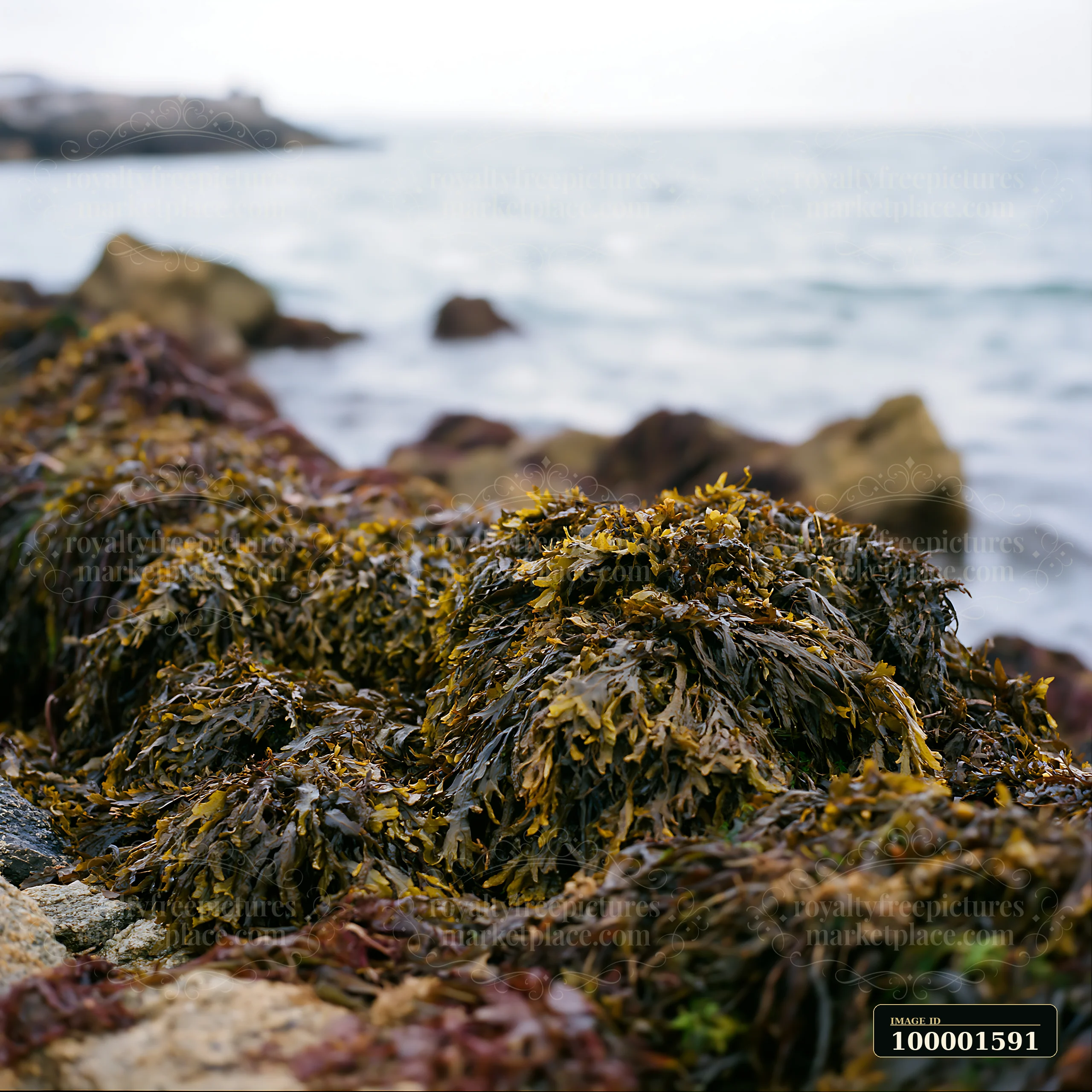 The coastline with protective sea wall features rocks and seaweed along the shore.