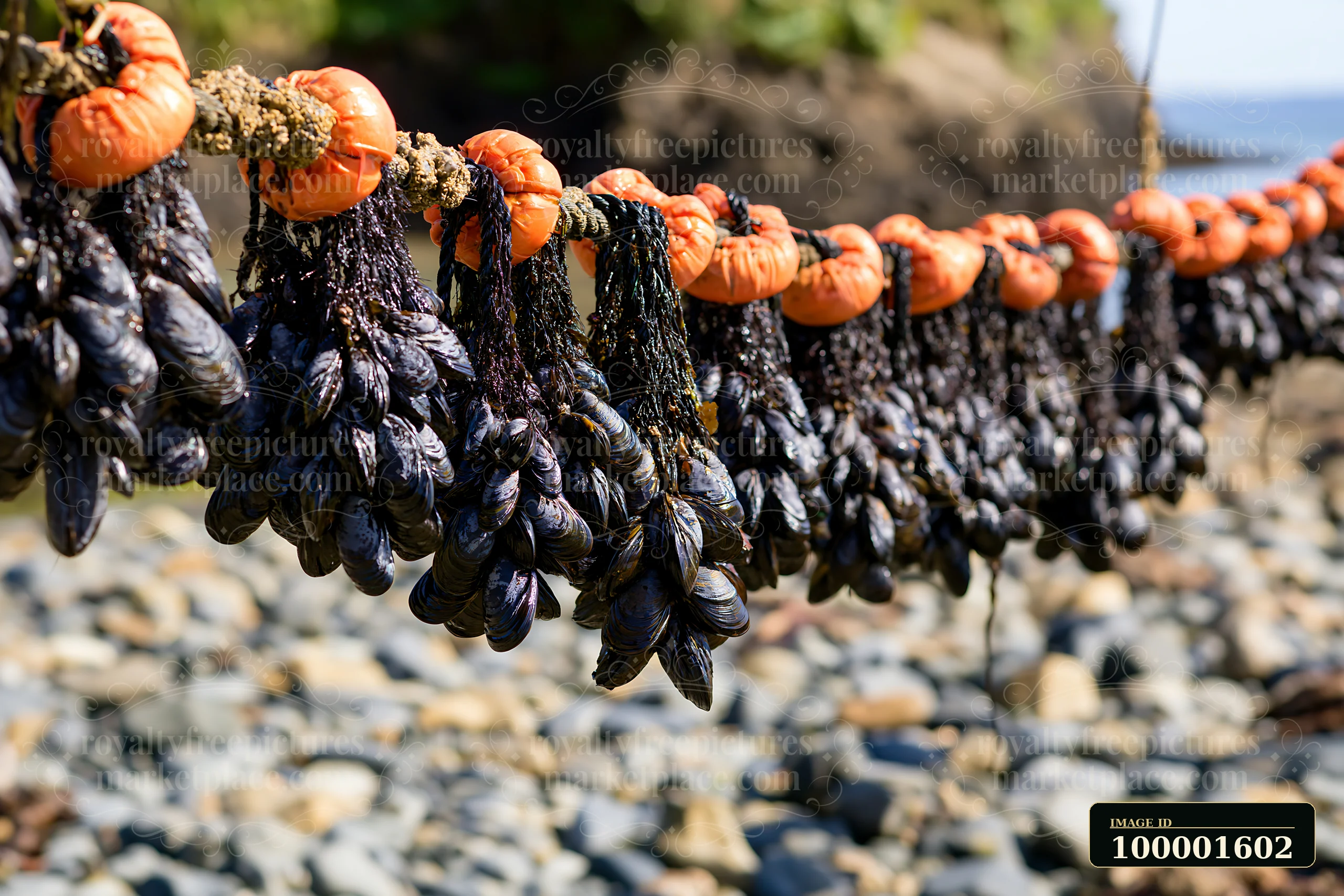 Mussels hang from ropes at a coastline with mussel farms.