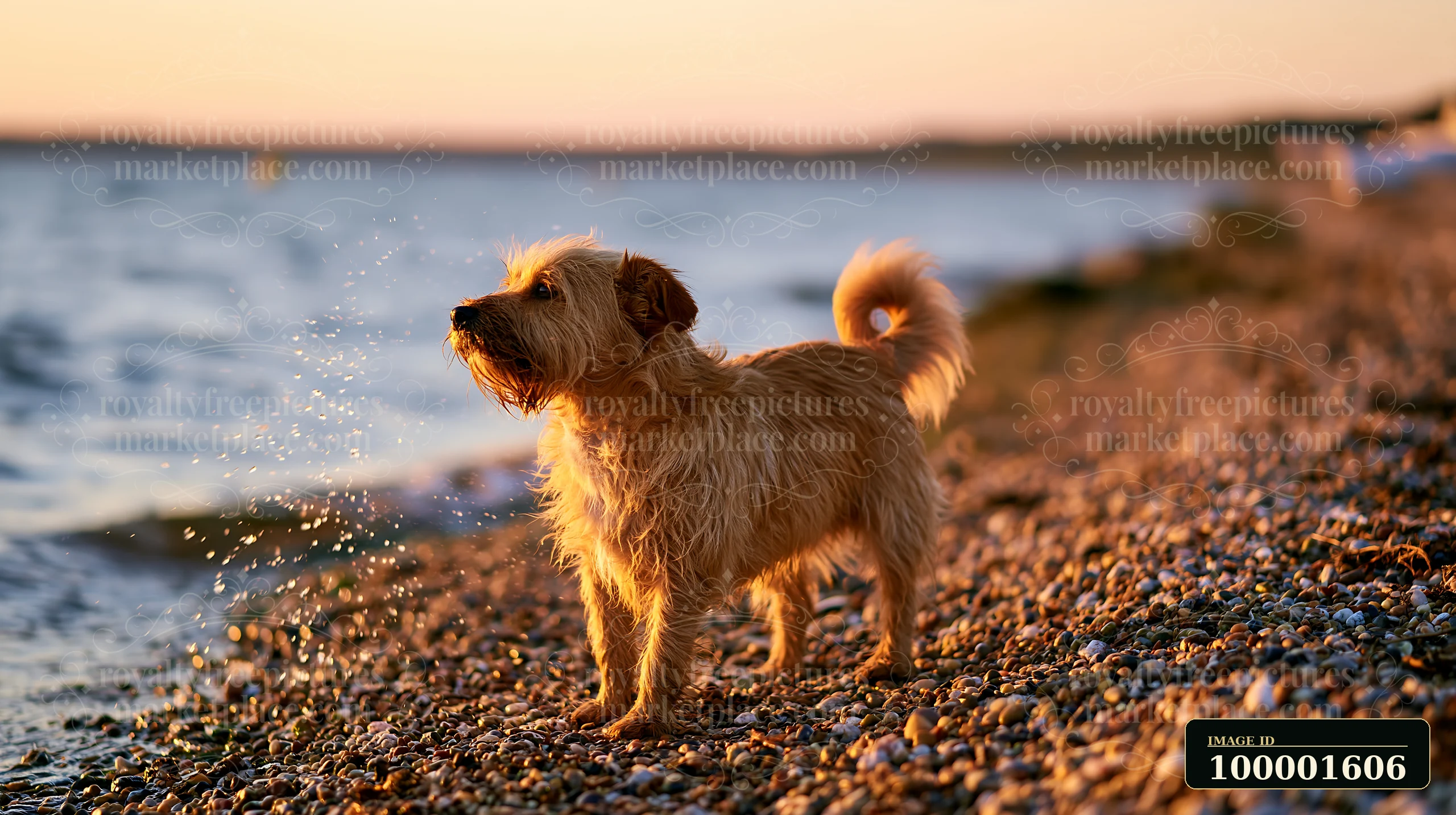A small dog shakes water off its fur on a pebbly coastline beach during sunset.