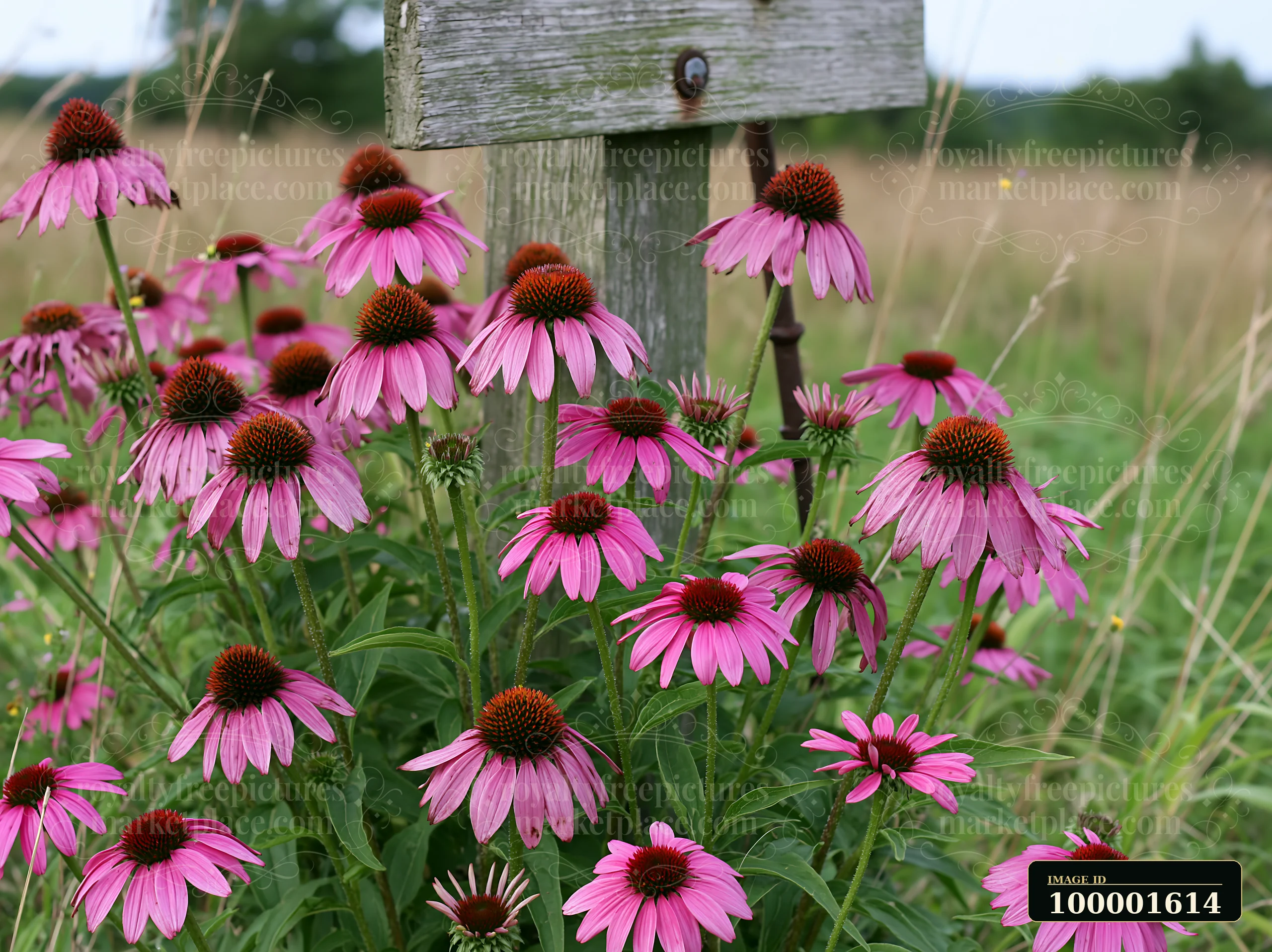 Echinacea flowers in prairie showcase vibrant pink blooms growing near a wooden sign.