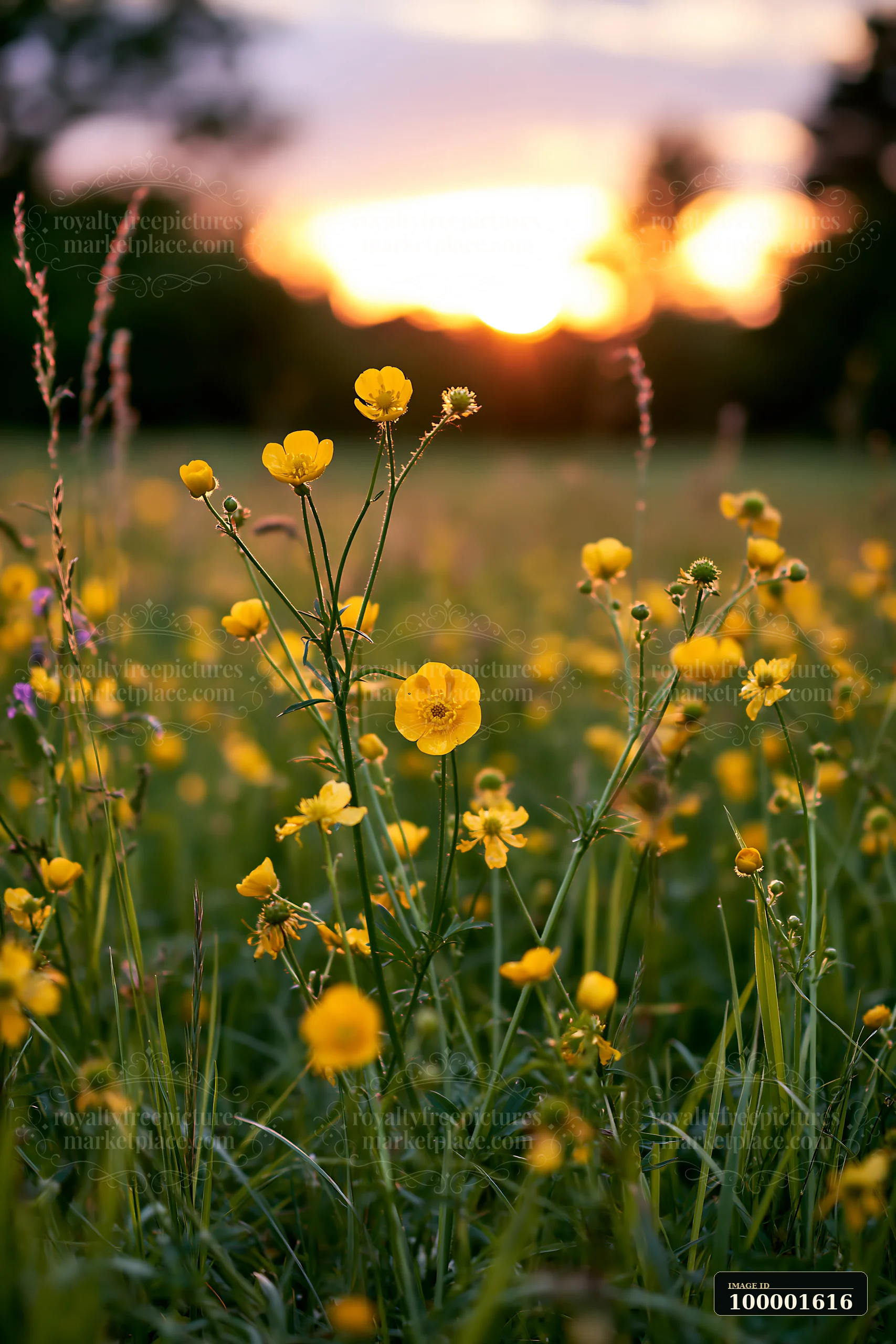 A meadow recovering after mowing shows vibrant yellow flowers under a sunset sky.