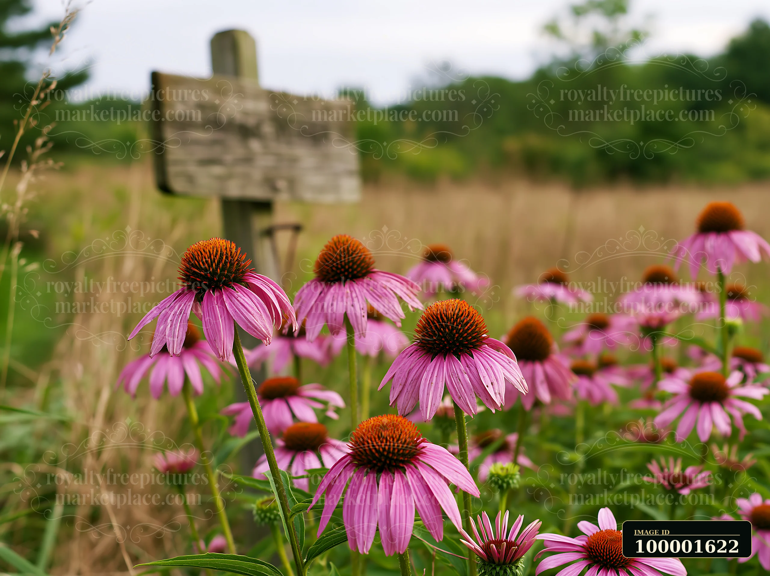 Echinacea flowers in prairie stand tall with purple petals and prominent orange centers.