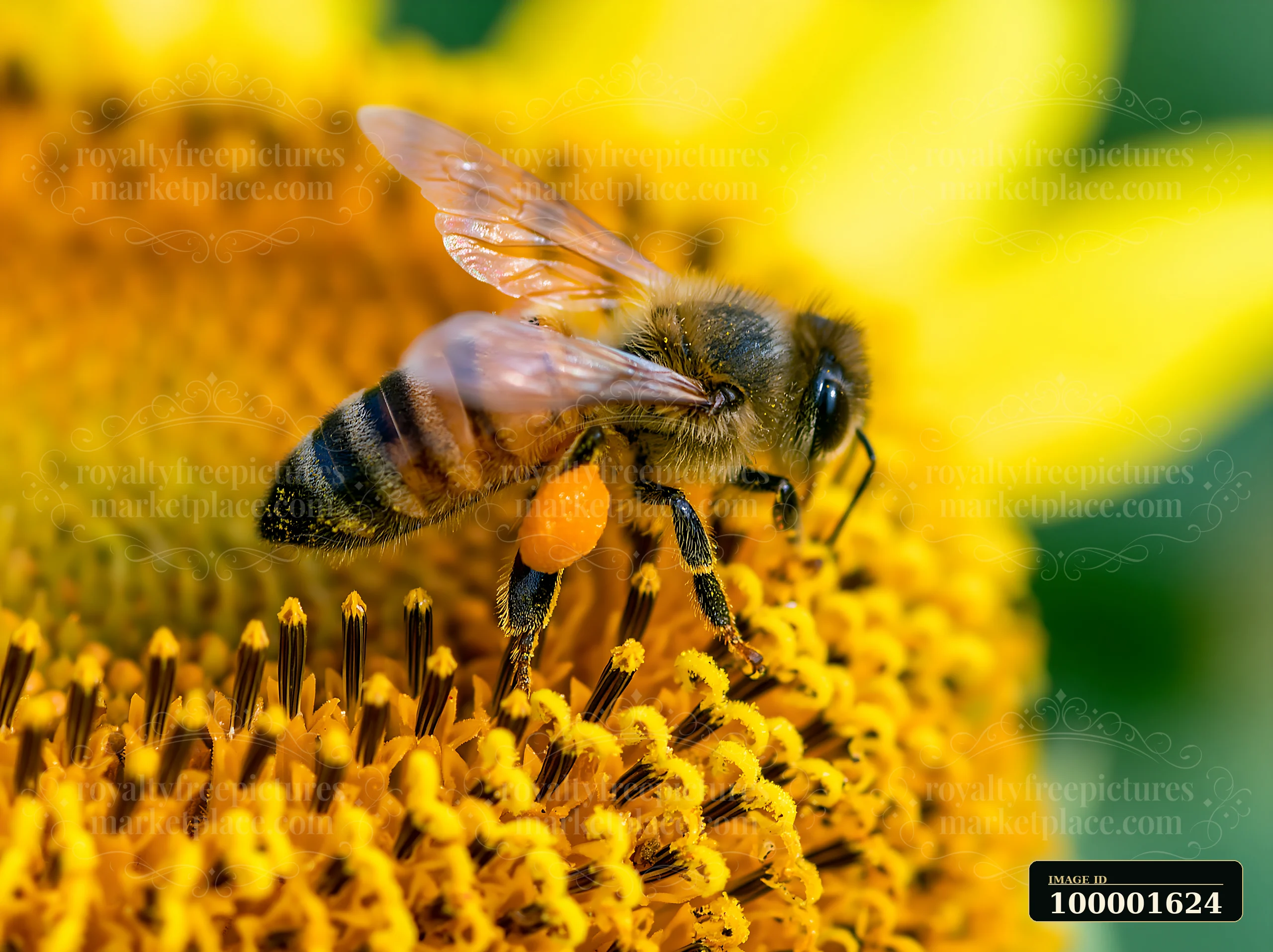 A honey bee with full pollen sacs collects nectar from a bright sunflower in a garden during daylight hours.