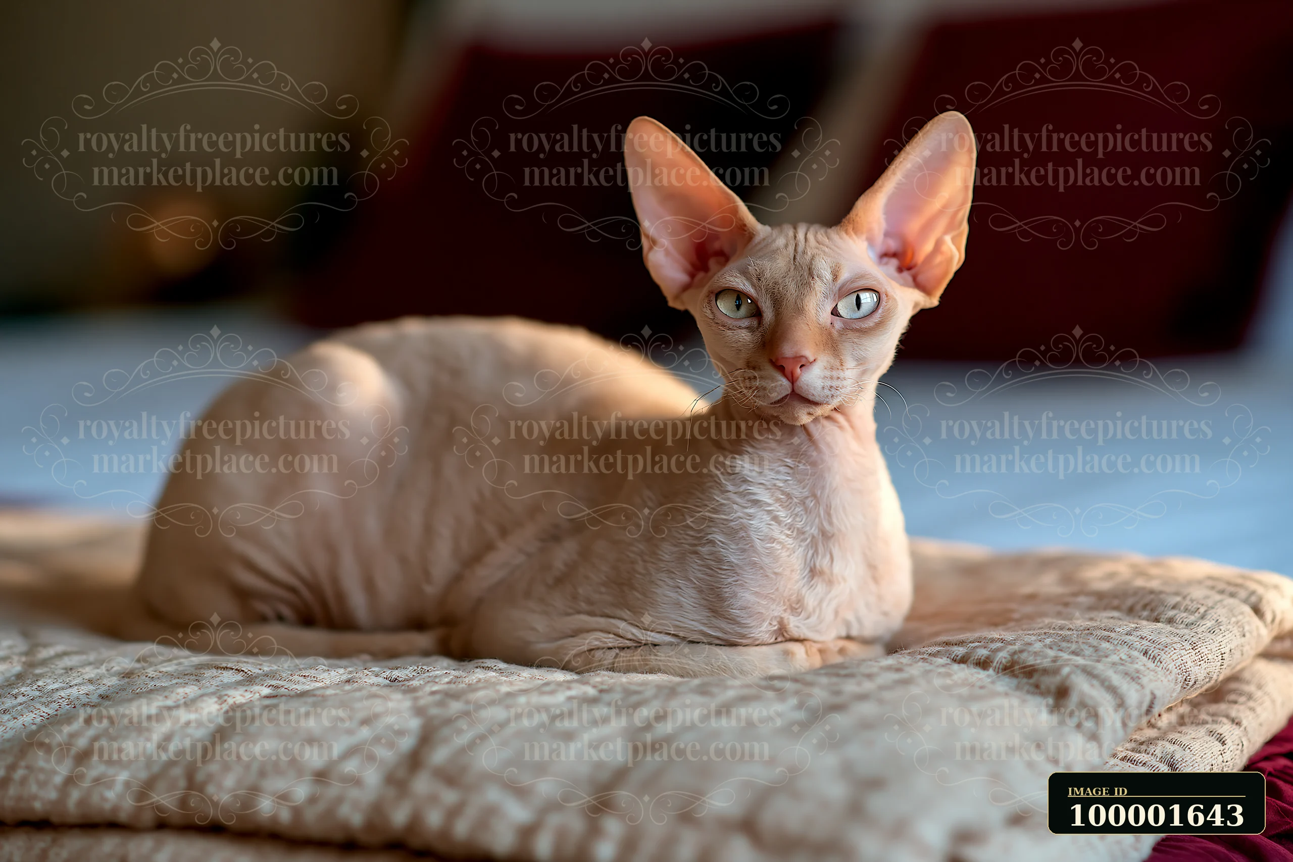 A Dwelf cat rests comfortably on a soft blanket in a cozy indoor setting.