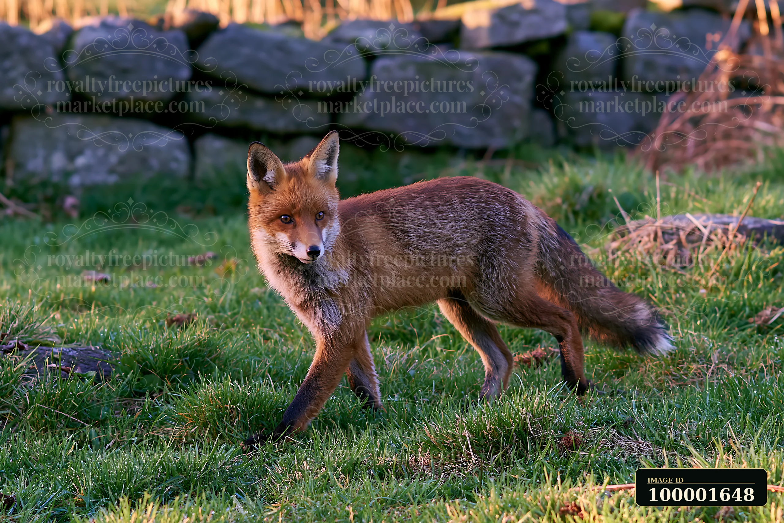 A fox walks through a green meadow surrounded by a stone wall.