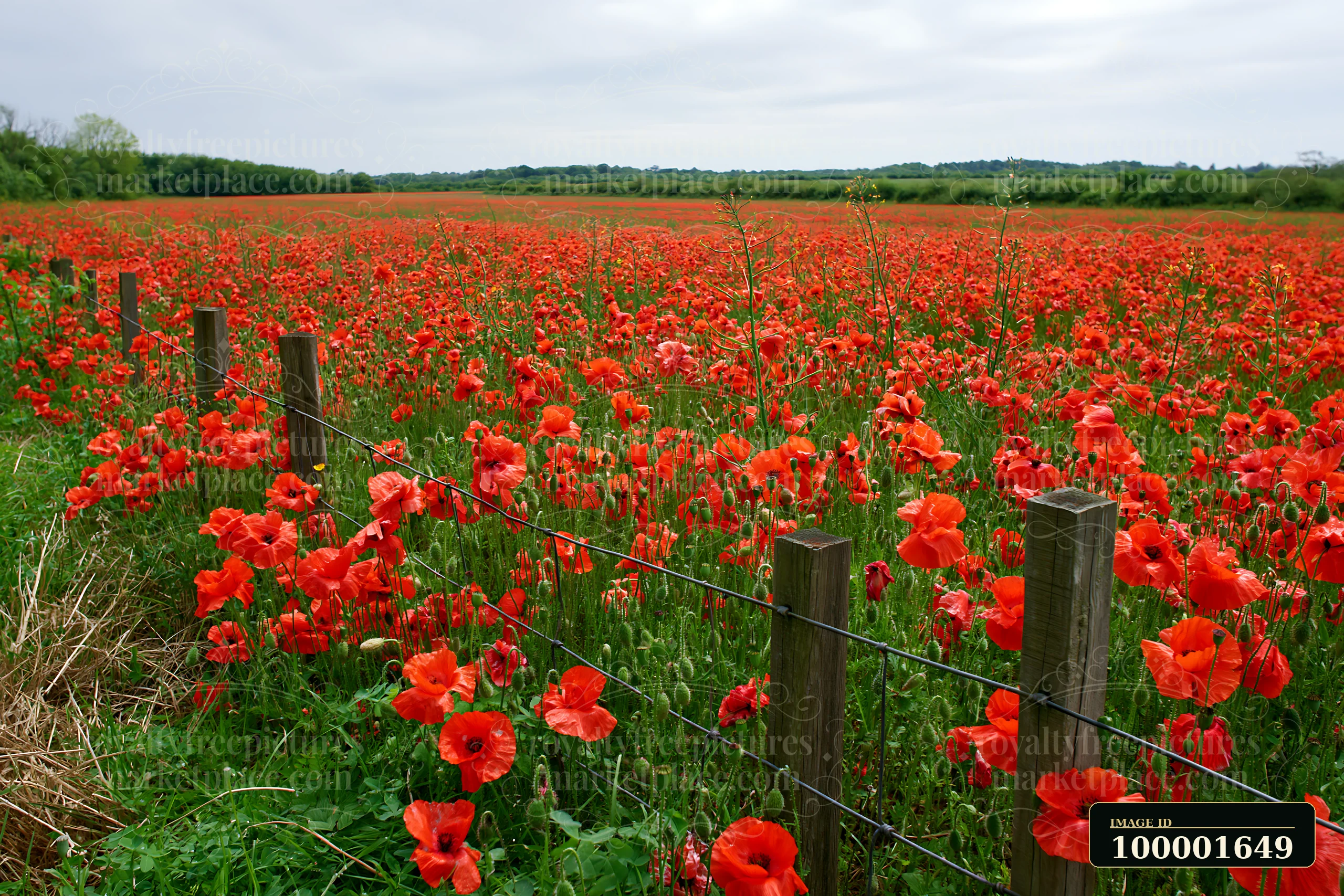 A wide view of flower-covered island landscape shows a field of bright red poppies stretching across the ground near a wooden fence.