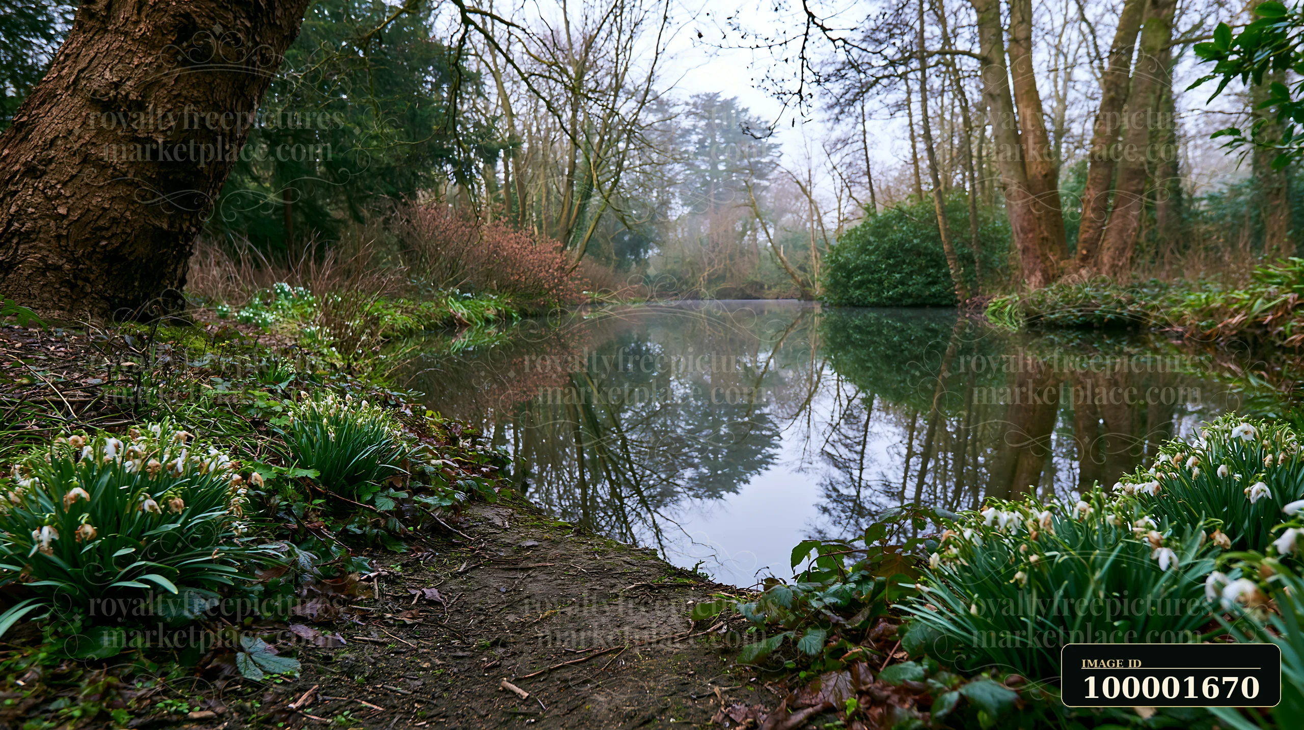 Snowdrop flowers beneath trees line the bank of a calm pond.