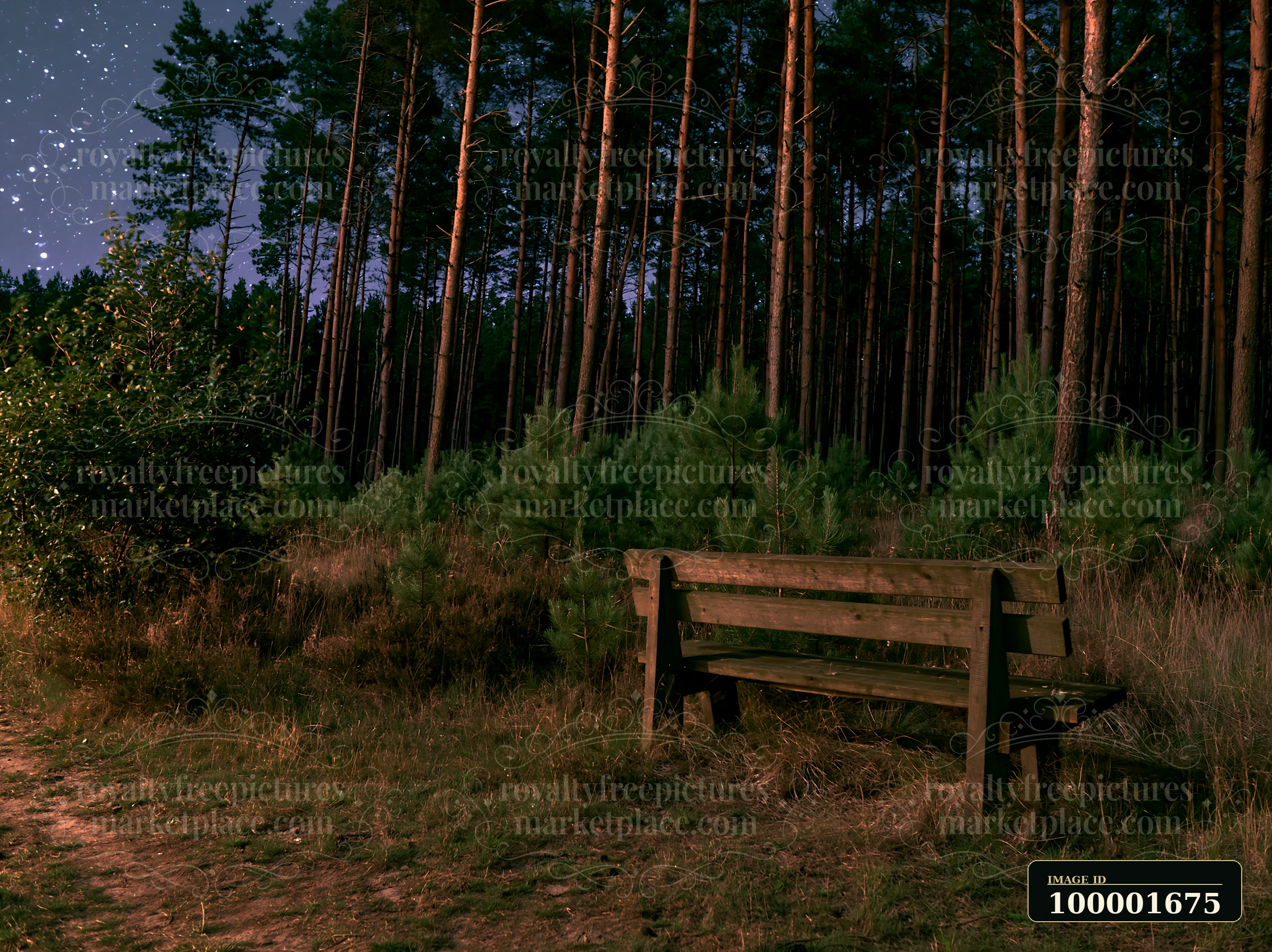 A clear night sky filled with stars stretches over a pine forest.