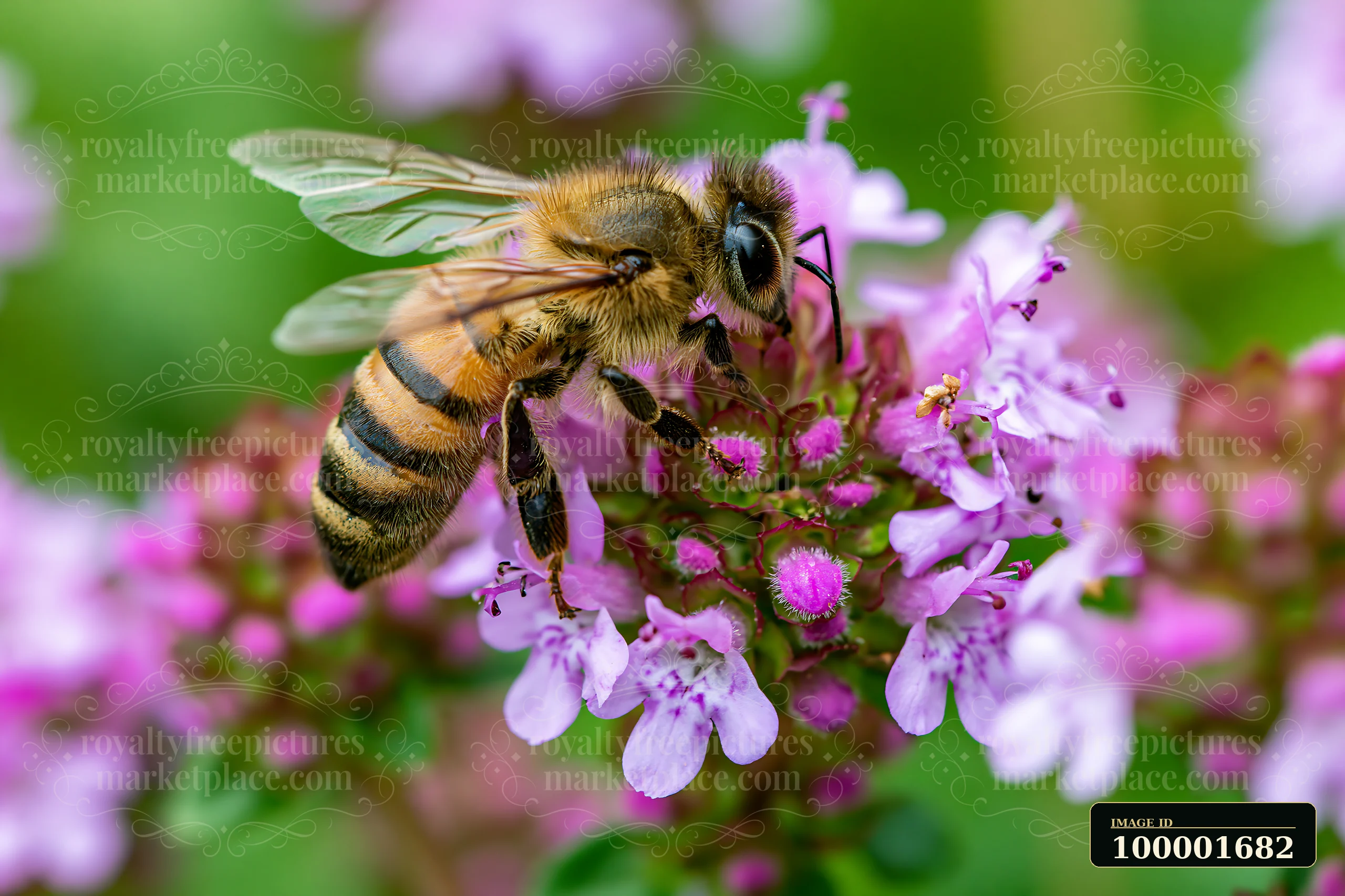 A honey bee on thyme flower collects nectar in a garden.